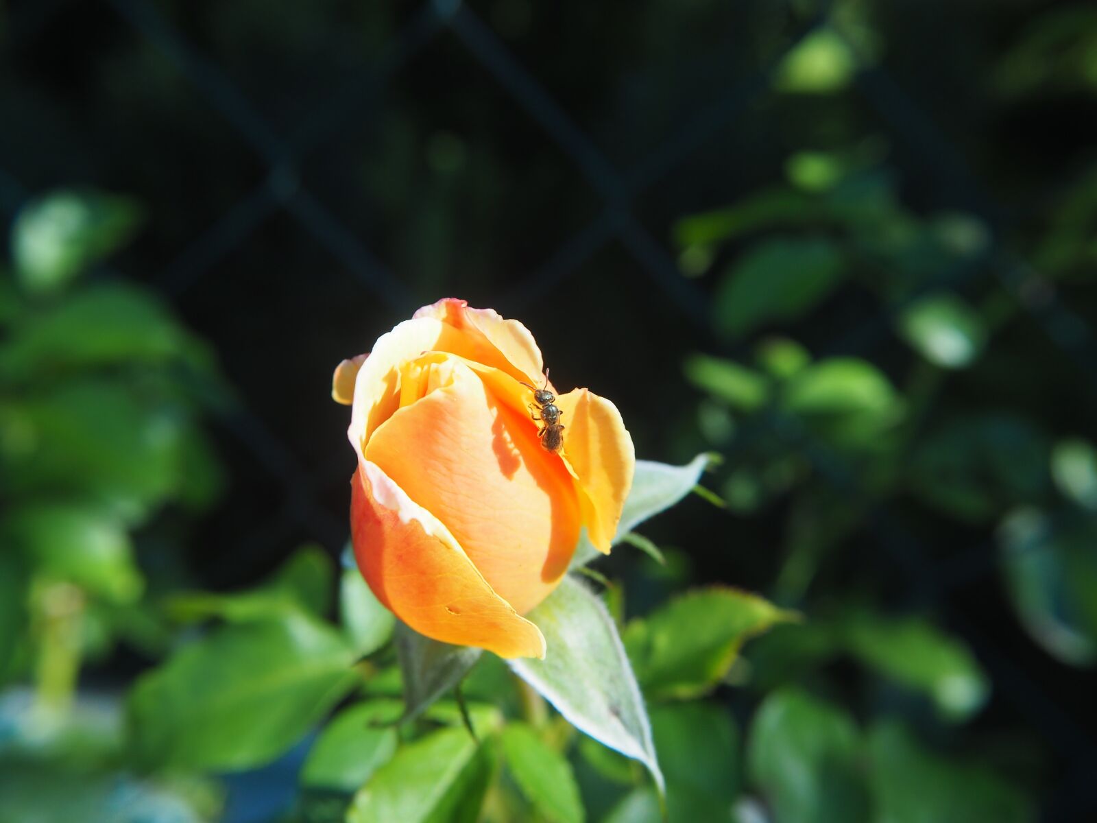 Olympus OM-D E-M10 sample photo. Rose, blossom, bloom photography