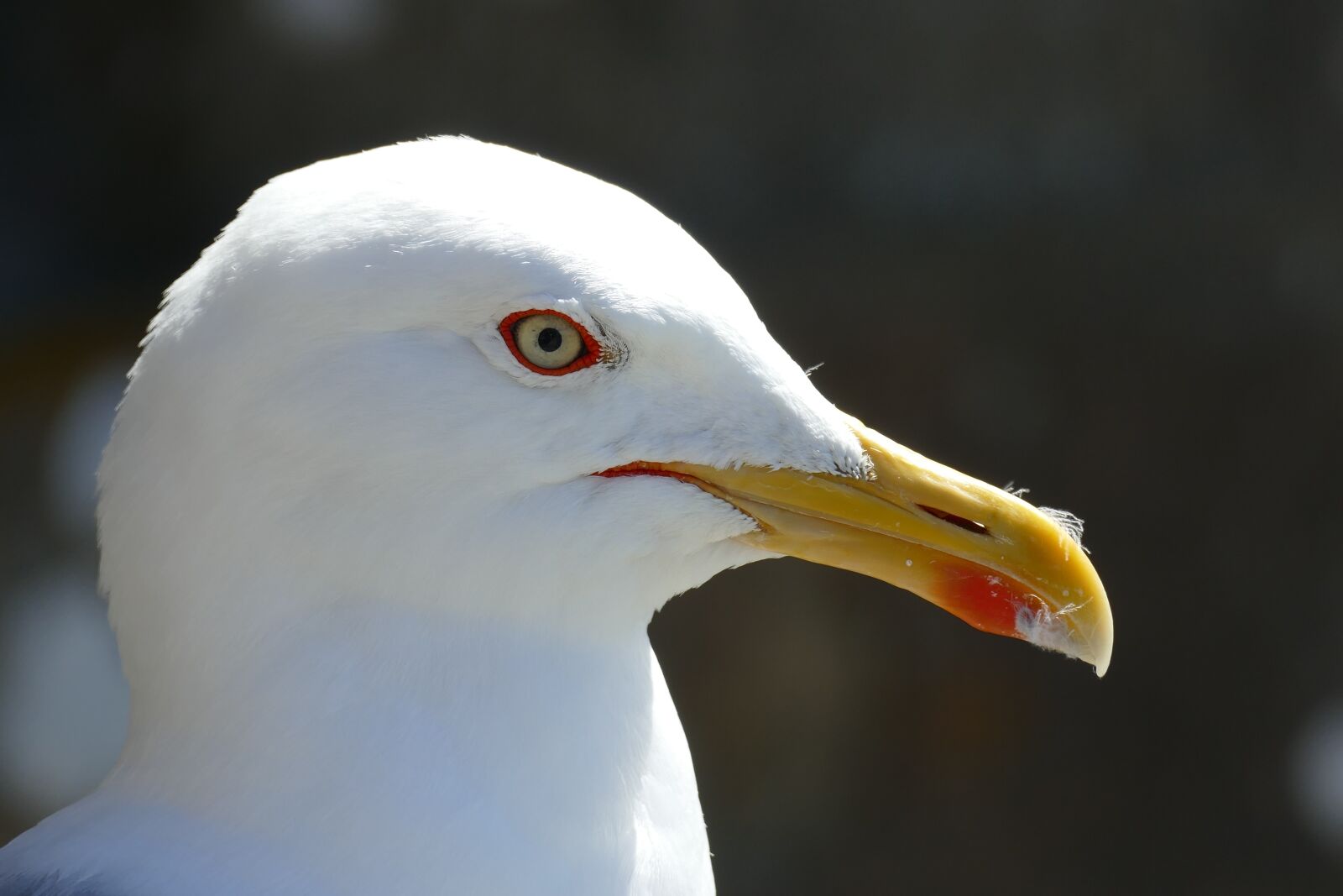 Panasonic Lumix DMC-FZ1000 sample photo. Animal, close up, gulls photography