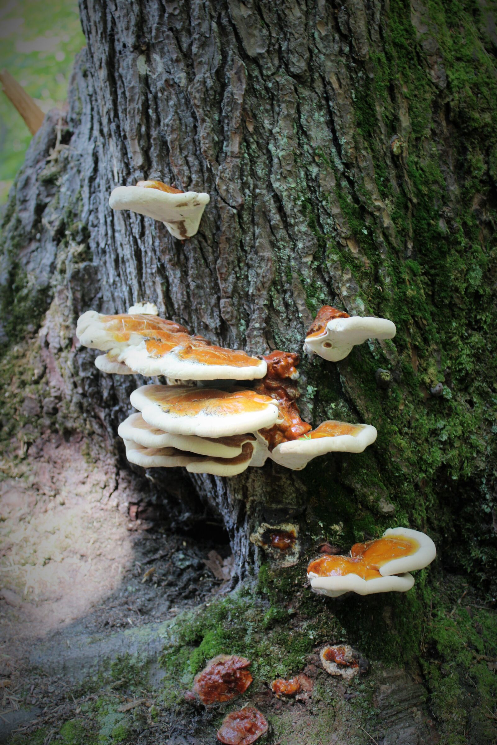 Canon EOS 1200D (EOS Rebel T5 / EOS Kiss X70 / EOS Hi) sample photo. Mushrooms photography