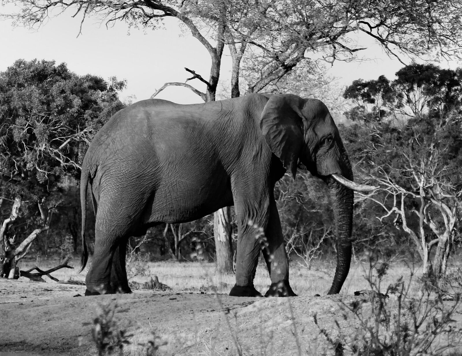 Canon EOS 600D (Rebel EOS T3i / EOS Kiss X5) sample photo. Animal, elephant, safari photography
