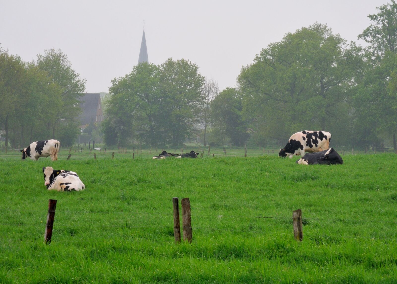 Nikon Coolpix P7000 sample photo. Niederrhein, land, cows photography