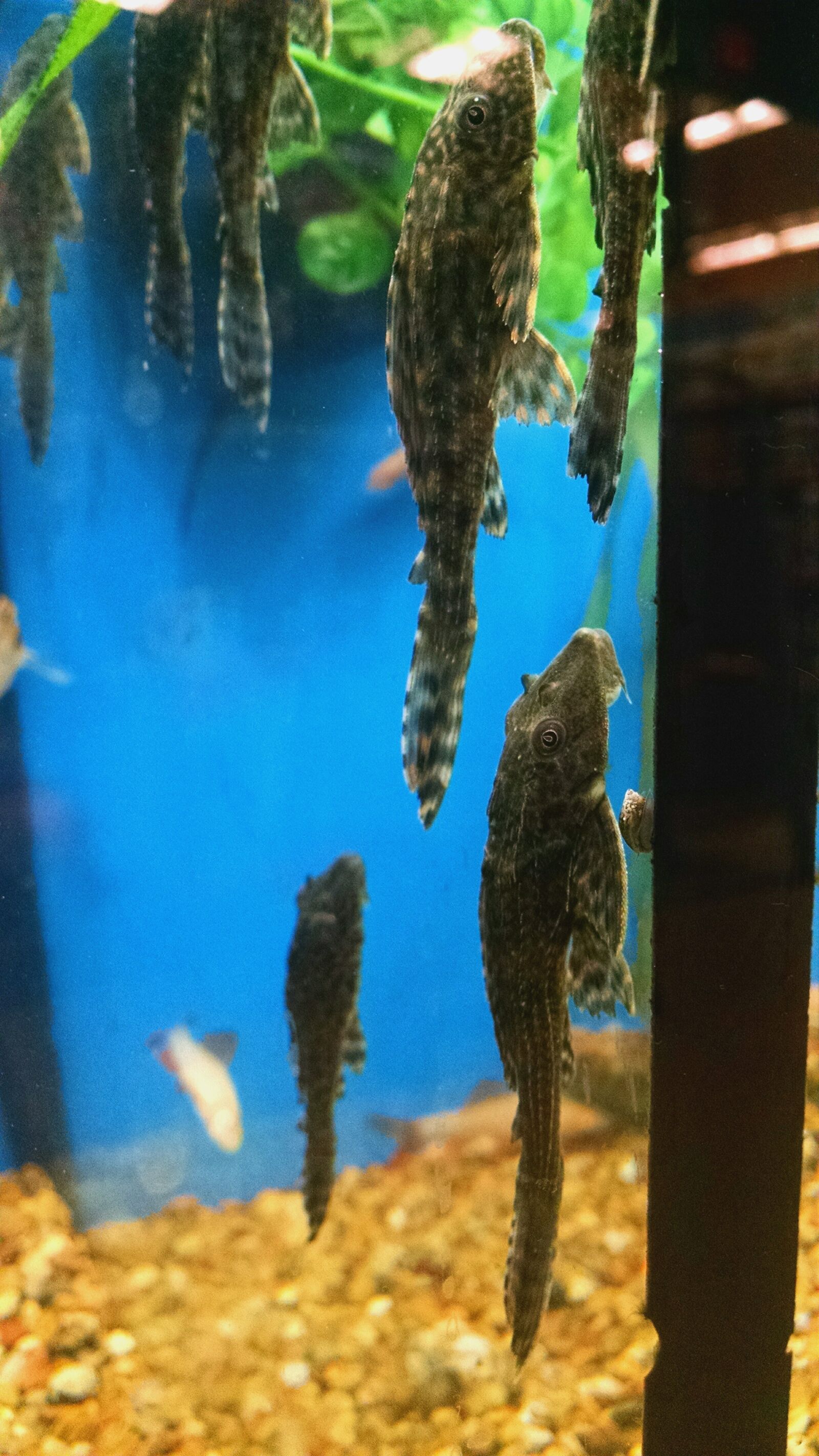 Motorola Moto X (1st Gen) sample photo. Animal, aquarium, fish, pet photography