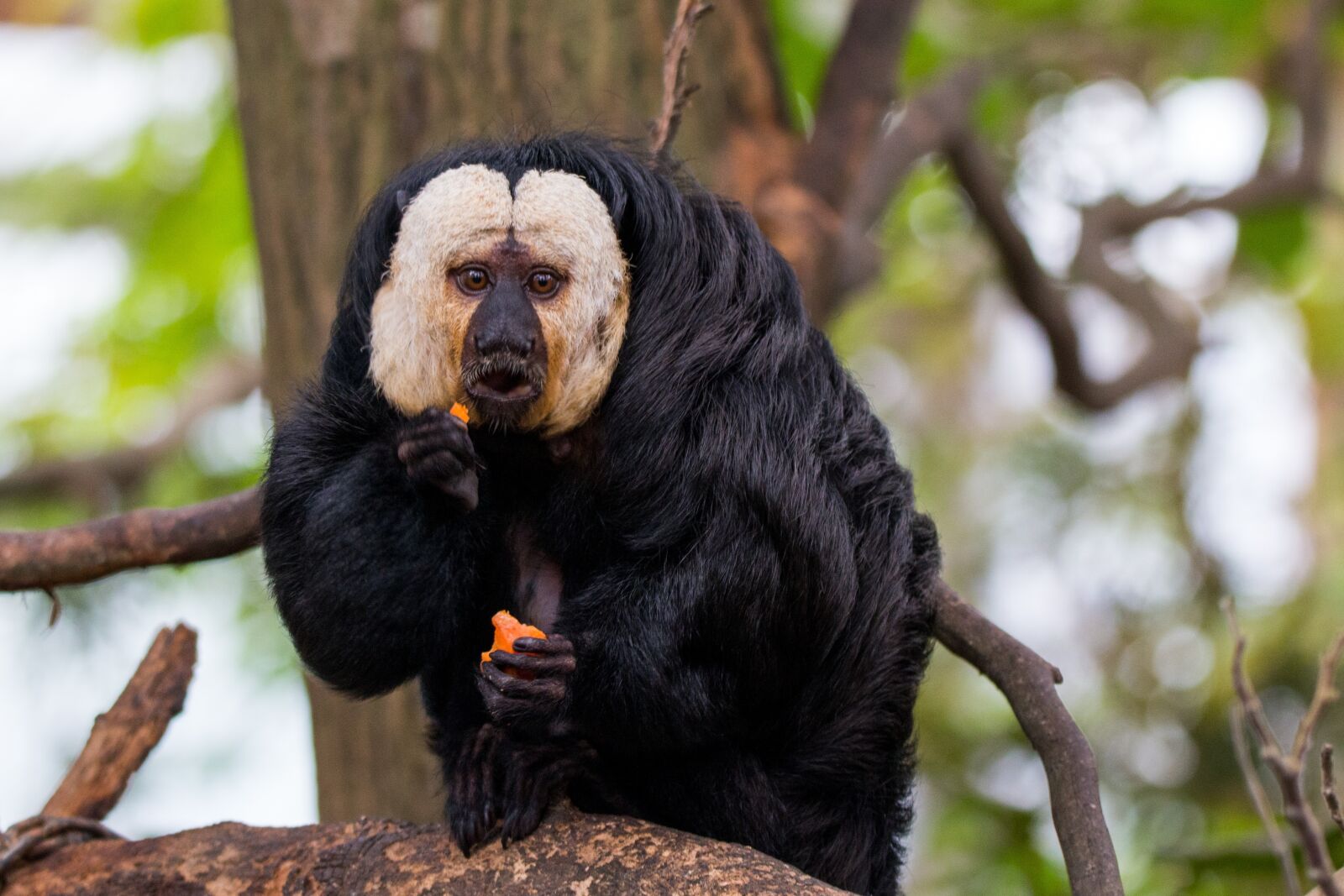150-600mm F5-6.3 DG OS HSM | Contemporary 015 sample photo. Face white saki, monkey photography