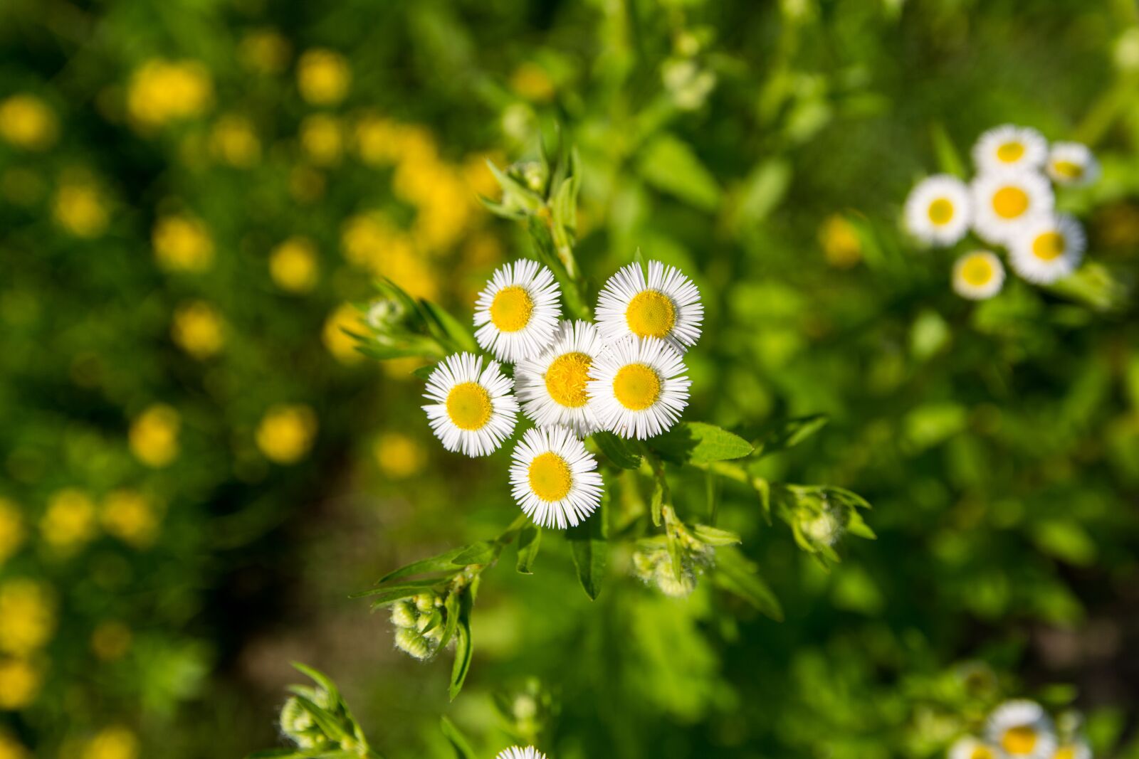 Nikon D7100 sample photo. Daisy, flower, white flower photography