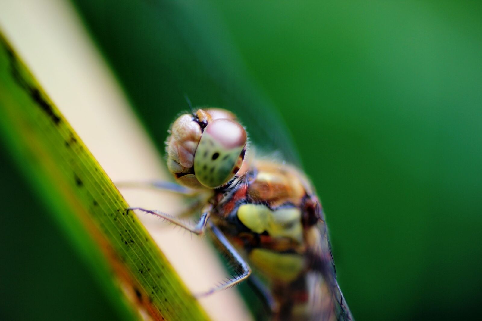 Canon EOS 600D (Rebel EOS T3i / EOS Kiss X5) sample photo. Dragonfly, insect, macro photography