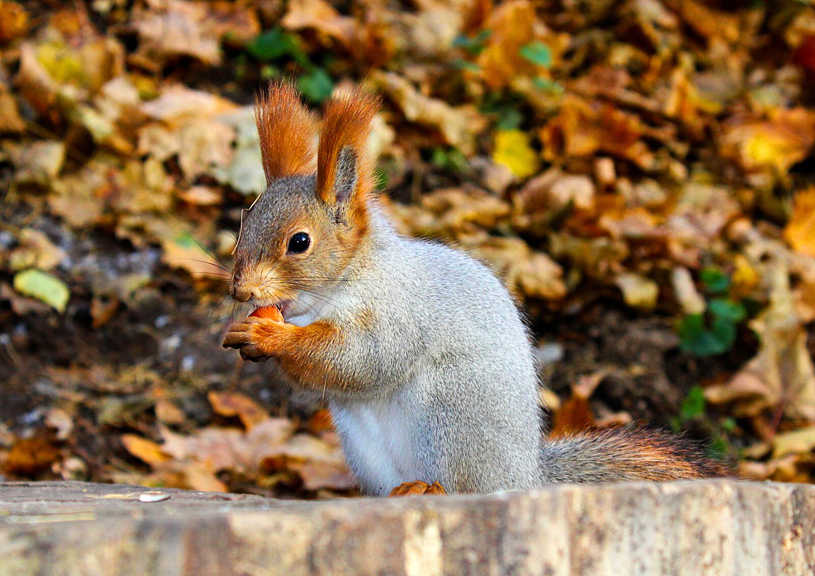 Canon EOS 1200D (EOS Rebel T5 / EOS Kiss X70 / EOS Hi) sample photo. Squirrel, rodent, animals photography