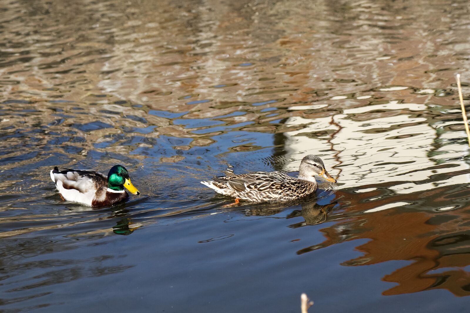 Canon EOS 80D sample photo. Duck, puddle, lake photography