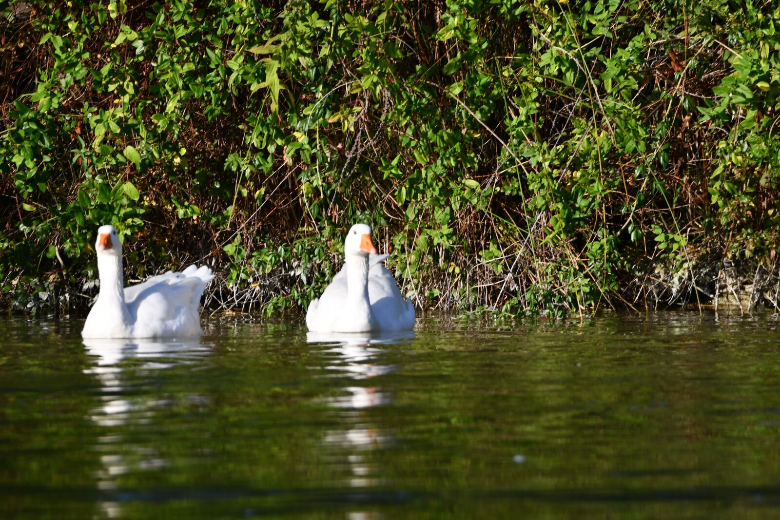 Nikon D7500 sample photo. Ducks, water, duck photography
