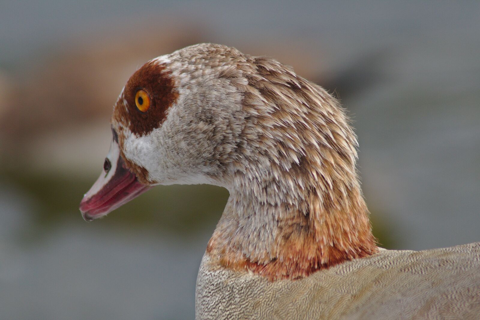 Canon EOS 750D (EOS Rebel T6i / EOS Kiss X8i) sample photo. Goose, head, animal photography