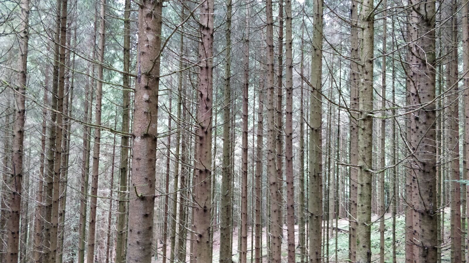 OnePlus 5 sample photo. Wood, nature, forest photography