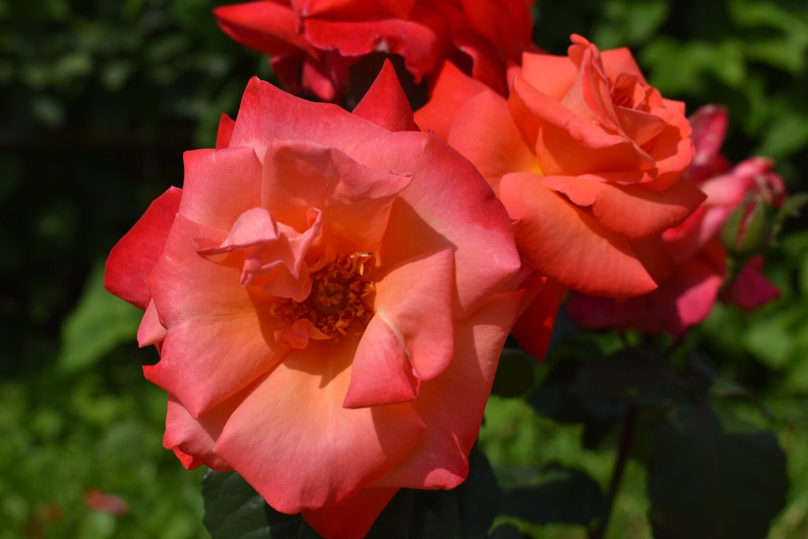 Nikon D3400 sample photo. Rose, red, flower photography