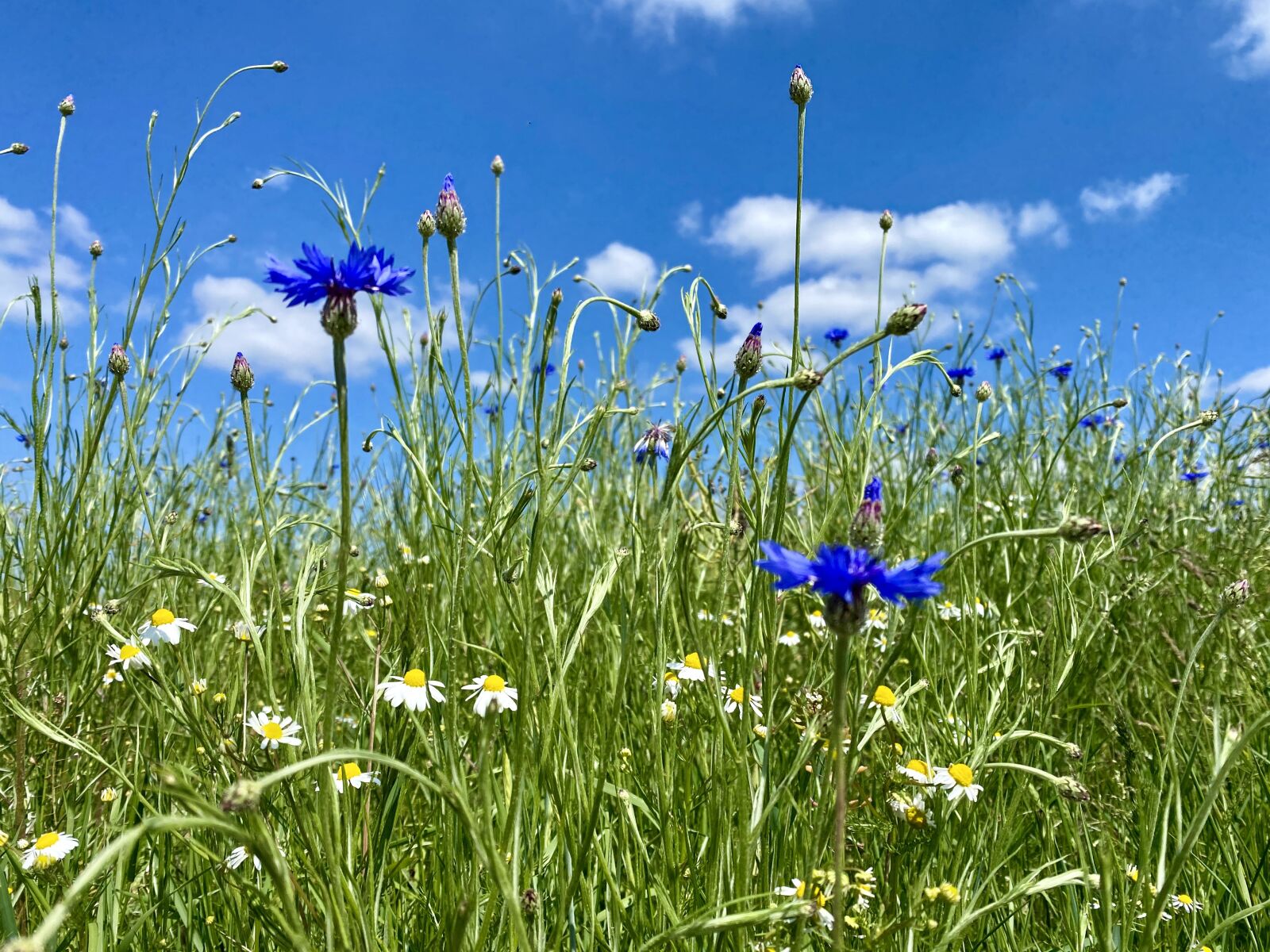 Apple iPhone 11 Pro sample photo. Cornflower, blue, meadow photography
