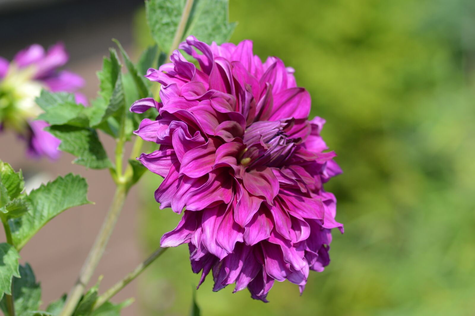 Nikon D3200 sample photo. Dahlia, flower, purple photography