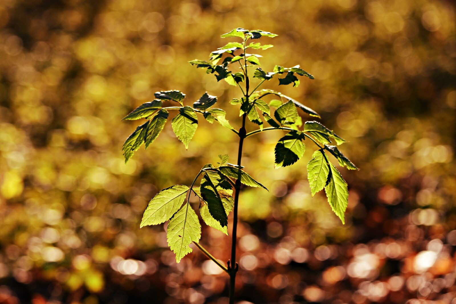 Nikon D750 sample photo. Plant, stalk, leaf photography