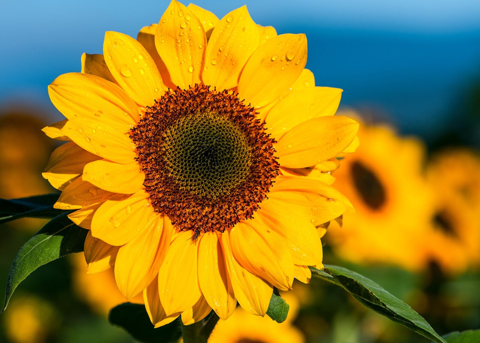 Nikon D300 sample photo. Sunflower, the morning, flower photography