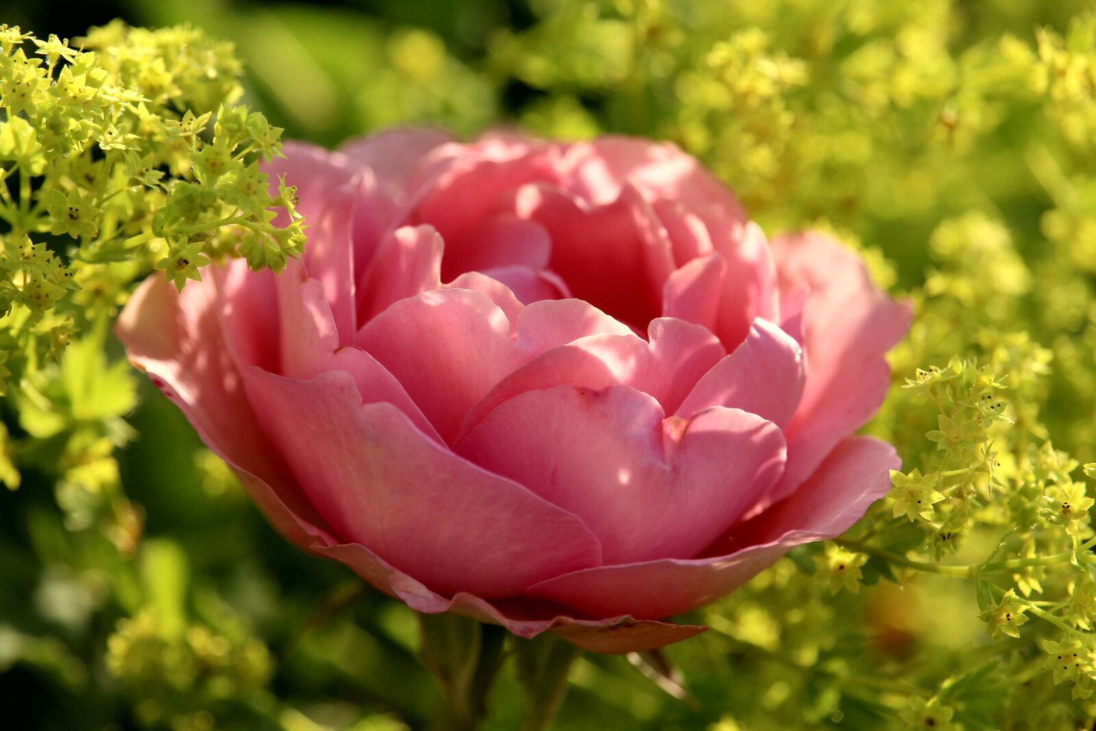 Canon EOS 1200D (EOS Rebel T5 / EOS Kiss X70 / EOS Hi) sample photo. Rose, pink, blossom photography