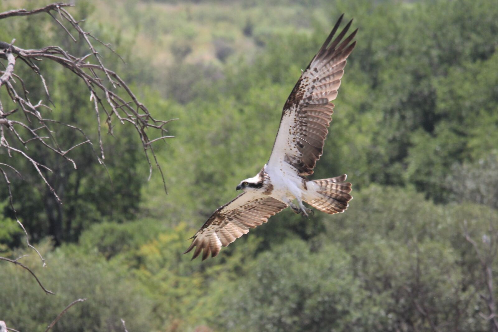 Canon EOS 60D sample photo. Eagle, in, flight photography