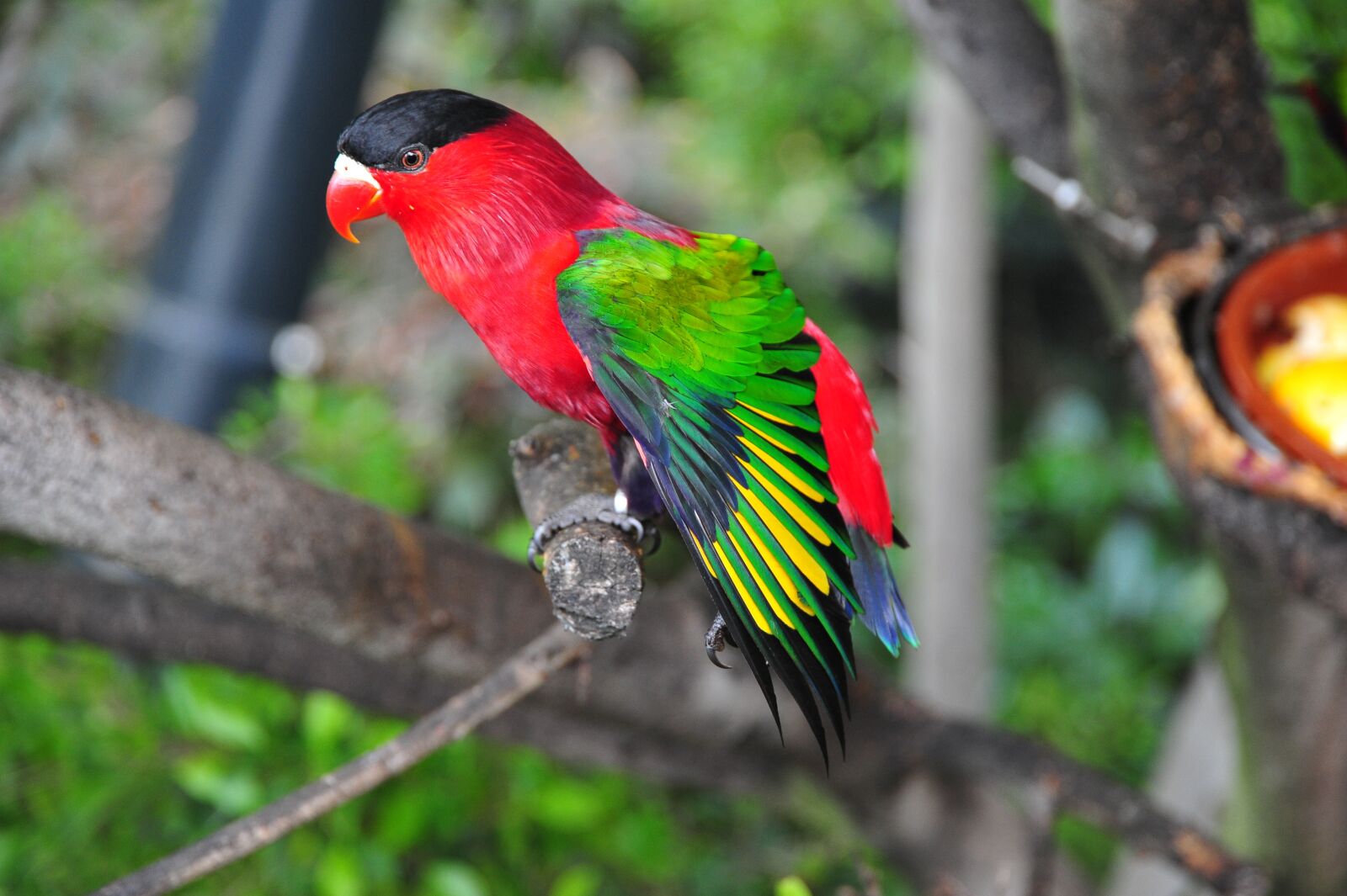 Nikon D700 sample photo. Bird, tropics, parrot photography