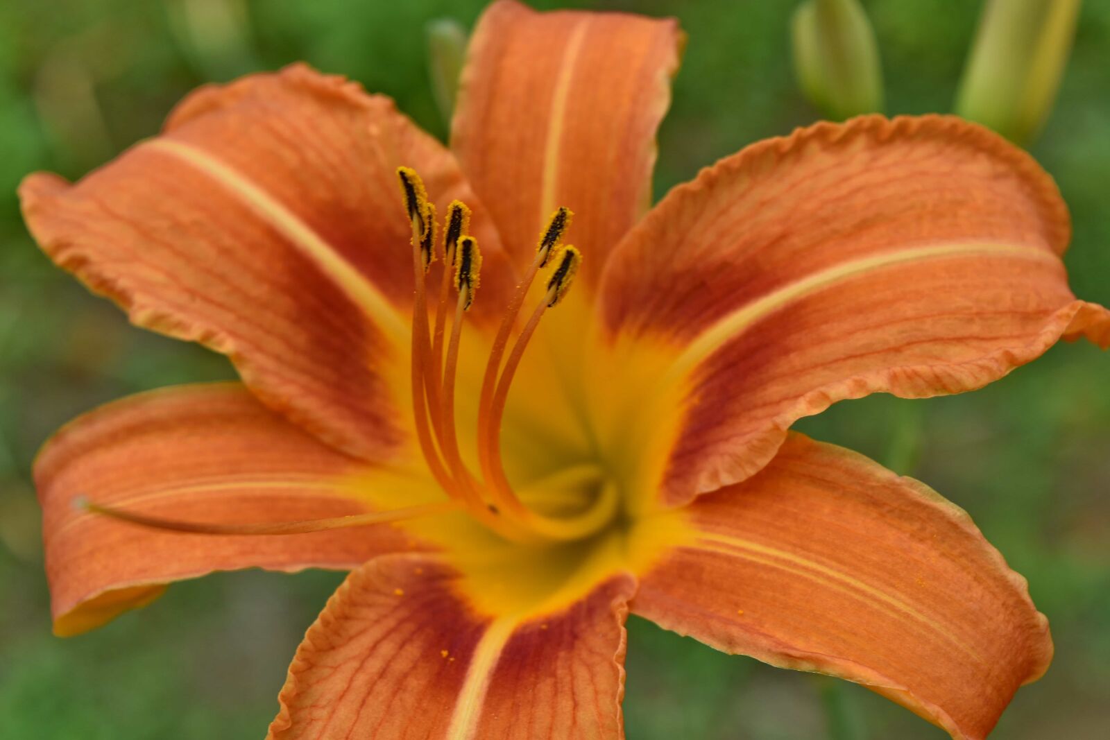 Nikon D5500 sample photo. Flower garden, nectar, pollen photography