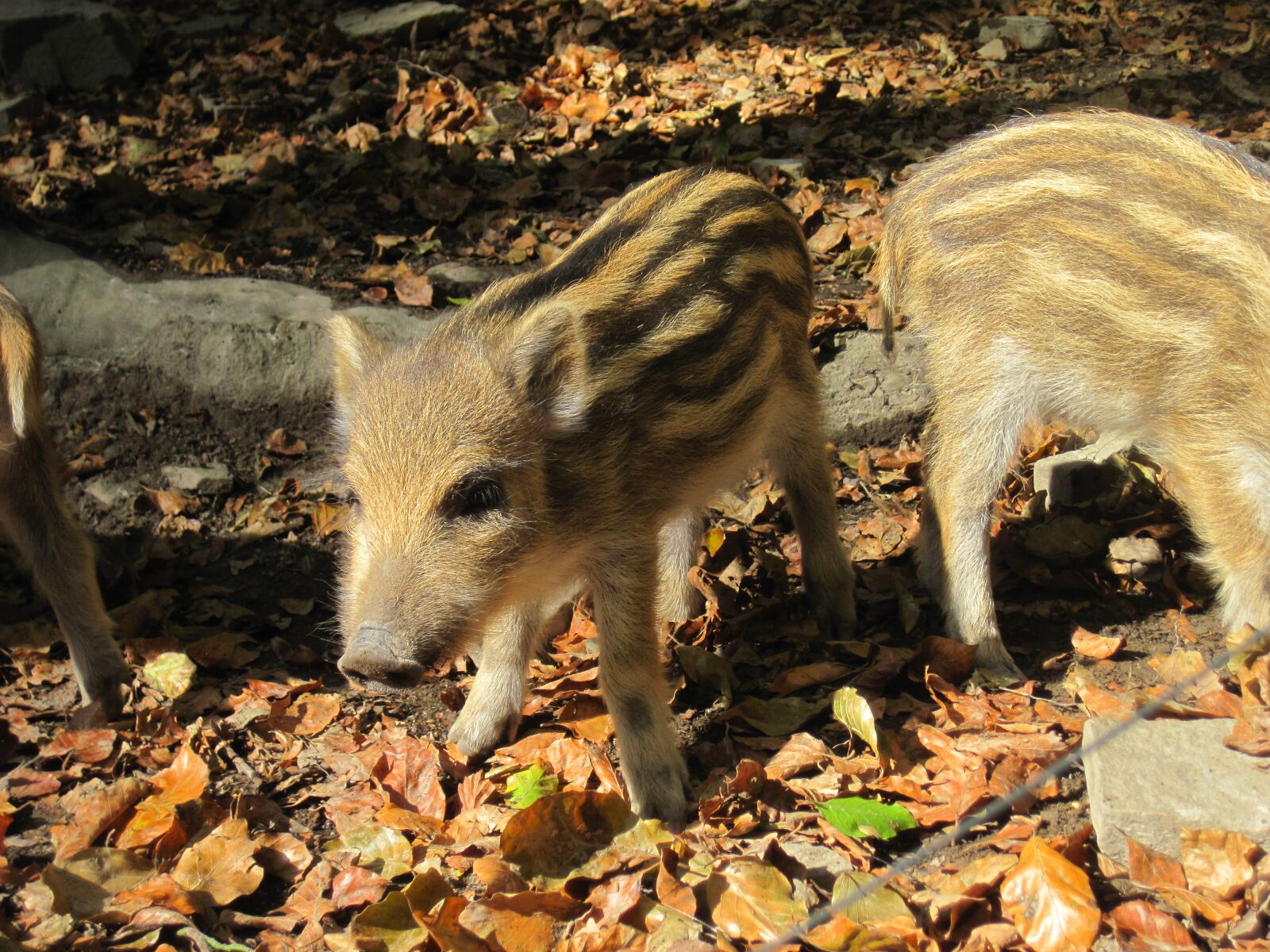 Canon PowerShot D10 sample photo. Launchy, boar, young animal photography