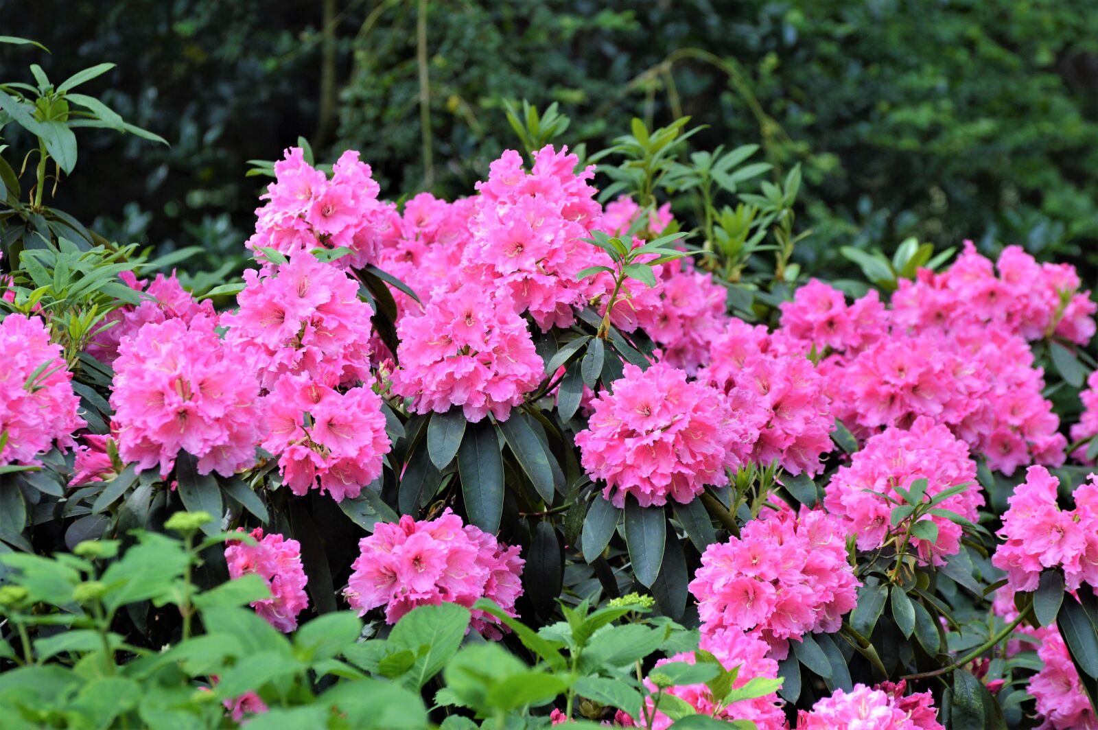 Nikon D3200 sample photo. Oleander, dog plant, bush photography