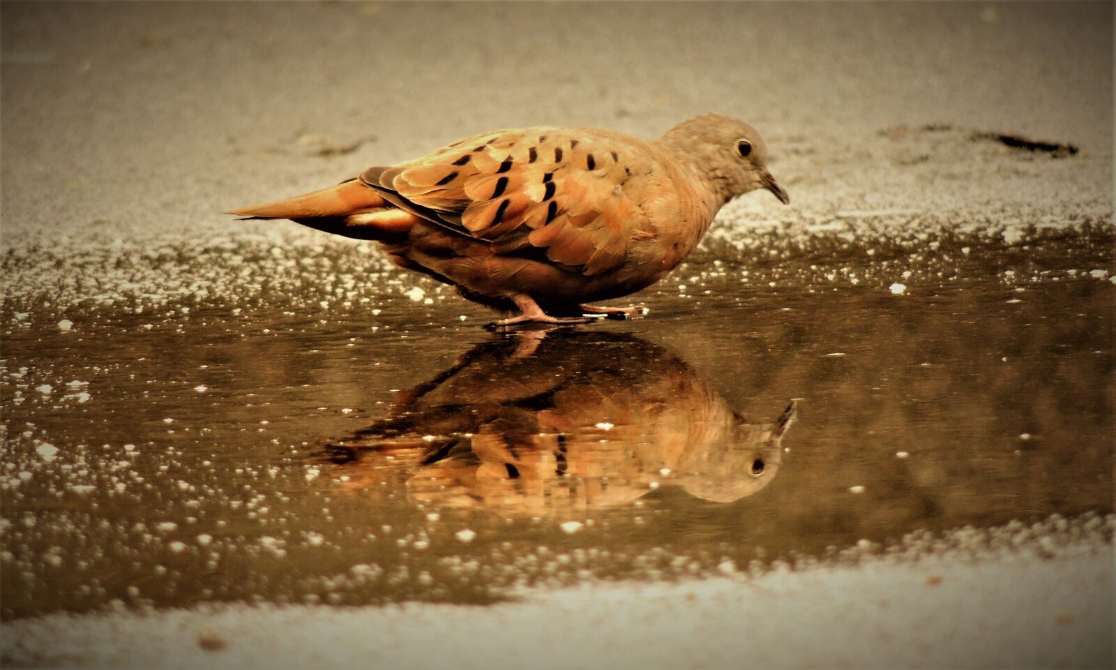Nikon Coolpix P510 sample photo. Ruddy ground dove, weasels photography