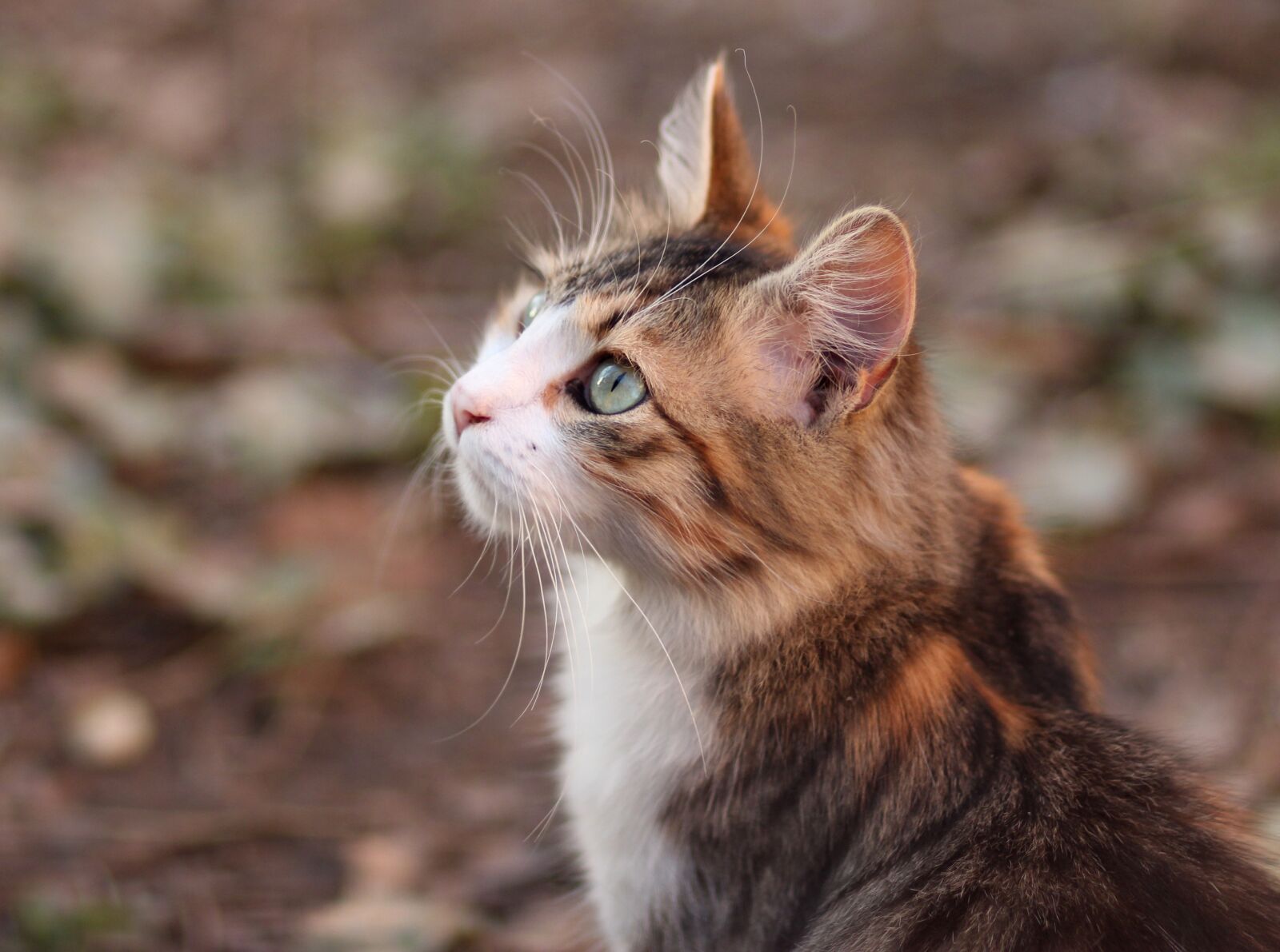 Canon EOS 700D (EOS Rebel T5i / EOS Kiss X7i) + Canon EF 85mm F1.8 USM sample photo. Cat, coloring, pet photography