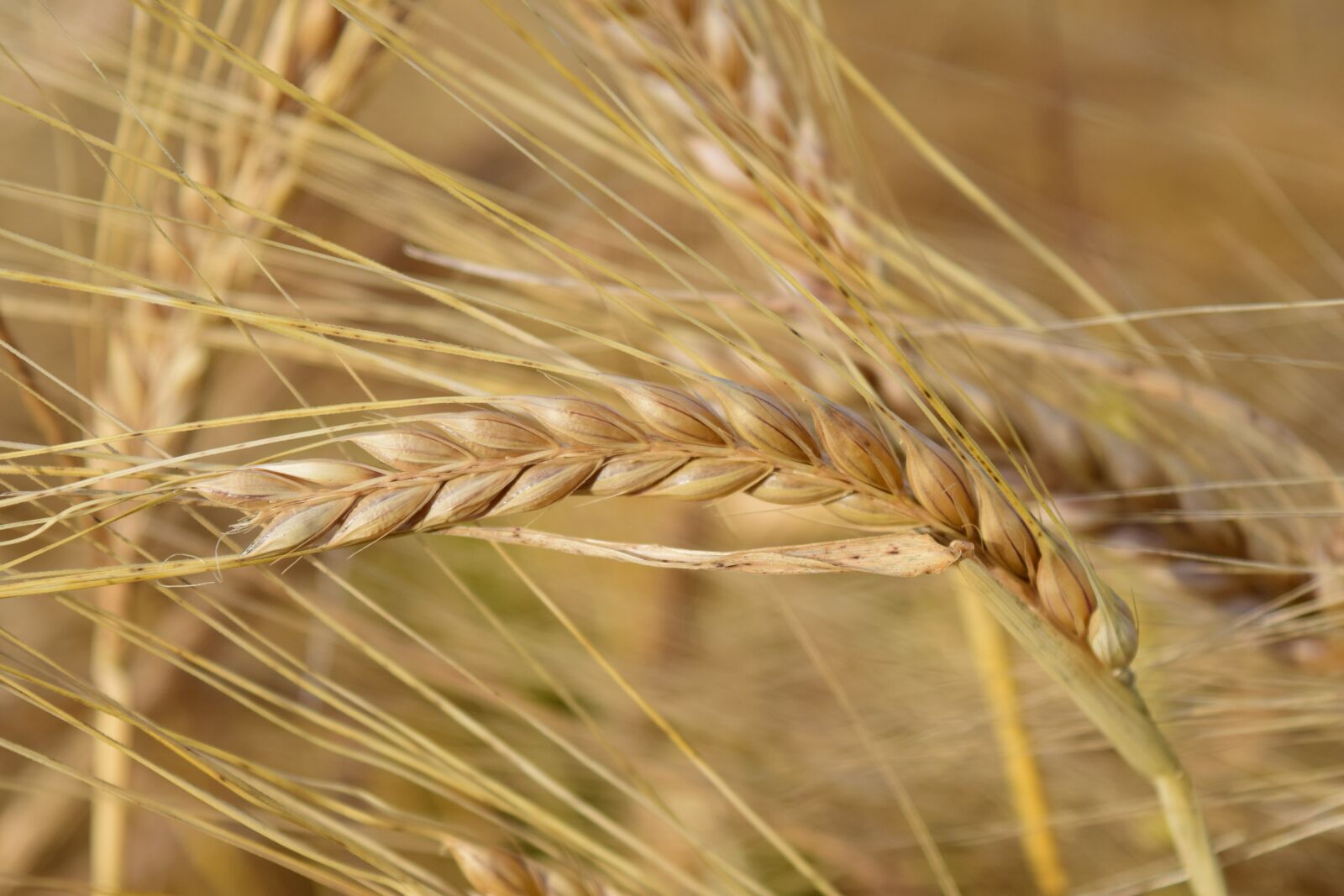 Nikon D3300 sample photo. Barley, ear, cereals photography