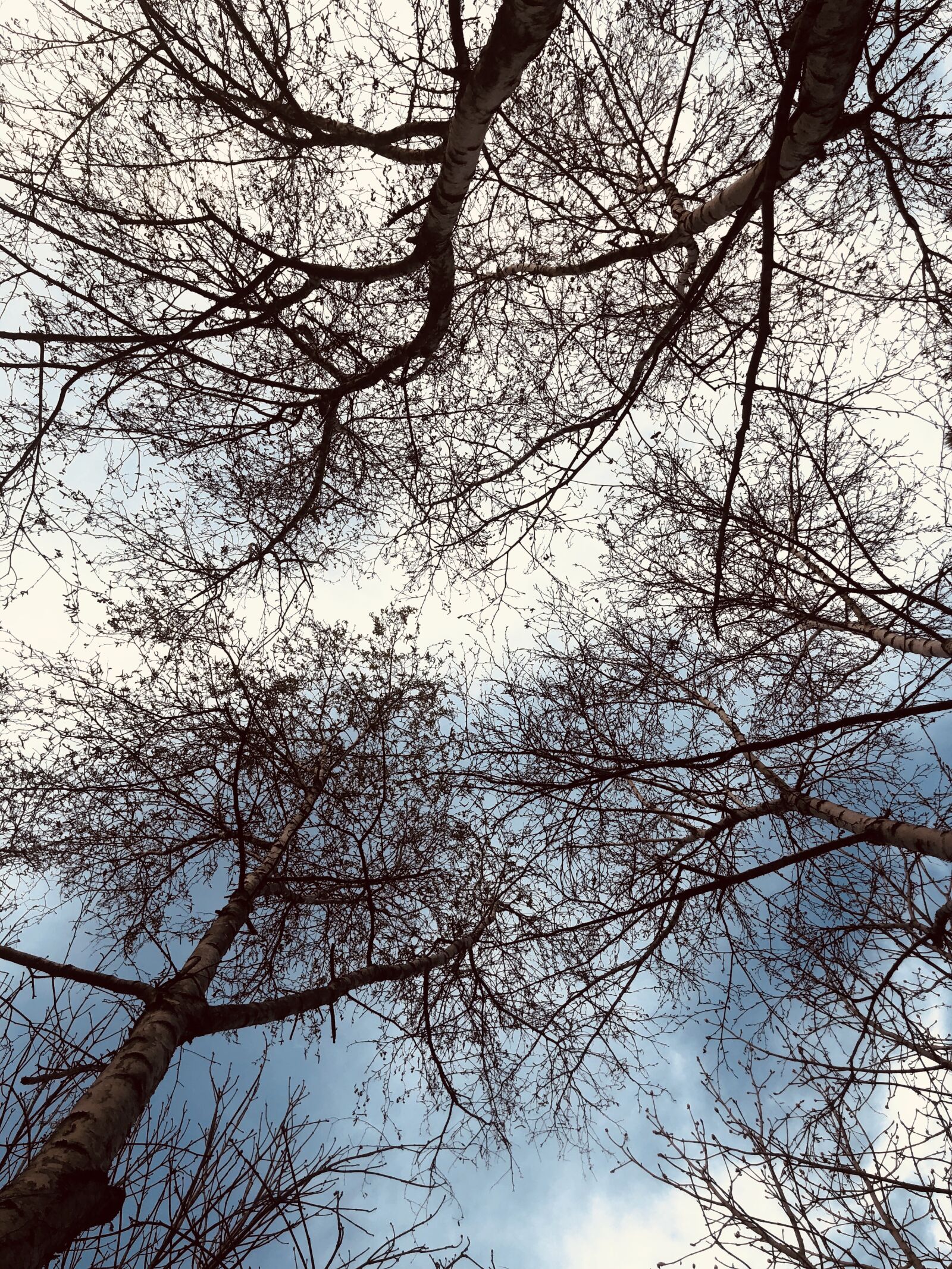 iPhone 8 back camera 3.99mm f/1.8 sample photo. Sky, tree, marine photography
