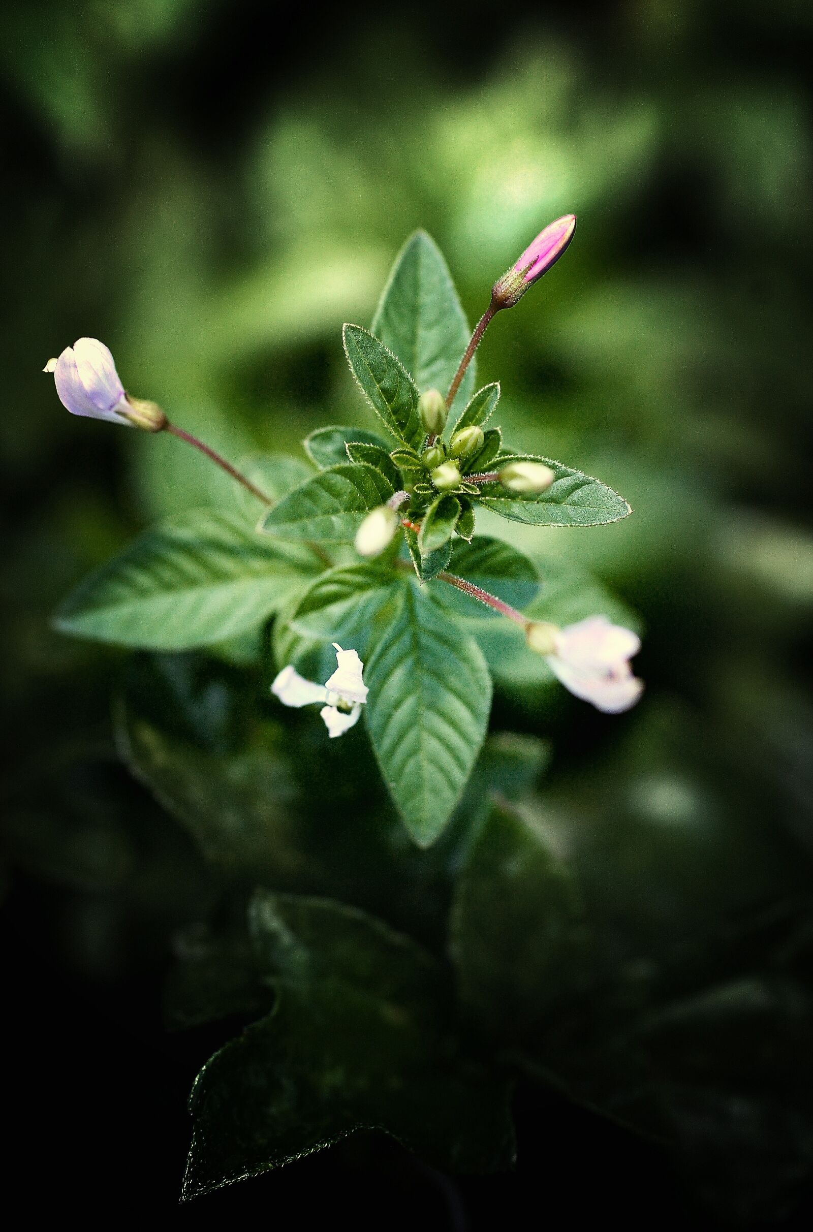 Canon EOS 5D sample photo. Bud, green, plant photography
