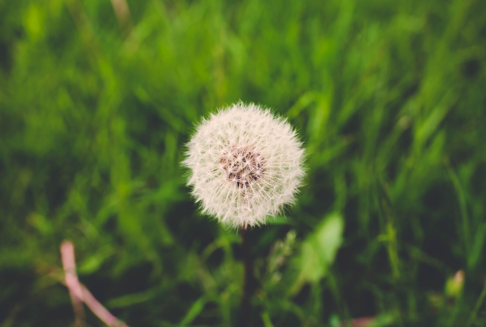 Nikon D610 sample photo. Dandelion, flora, flower photography