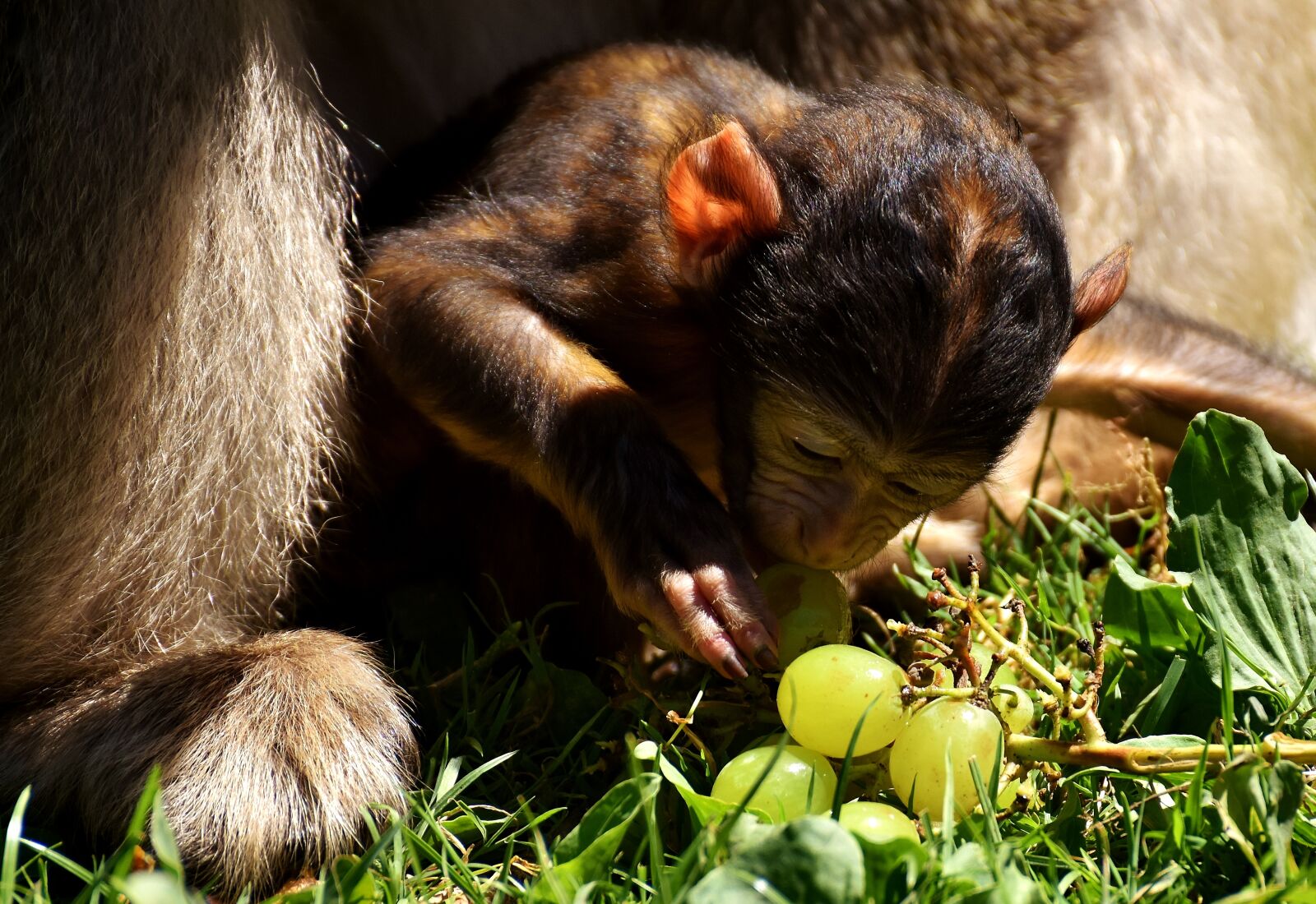 Nikon D7200 sample photo. Ape, baby monkey, barbary photography