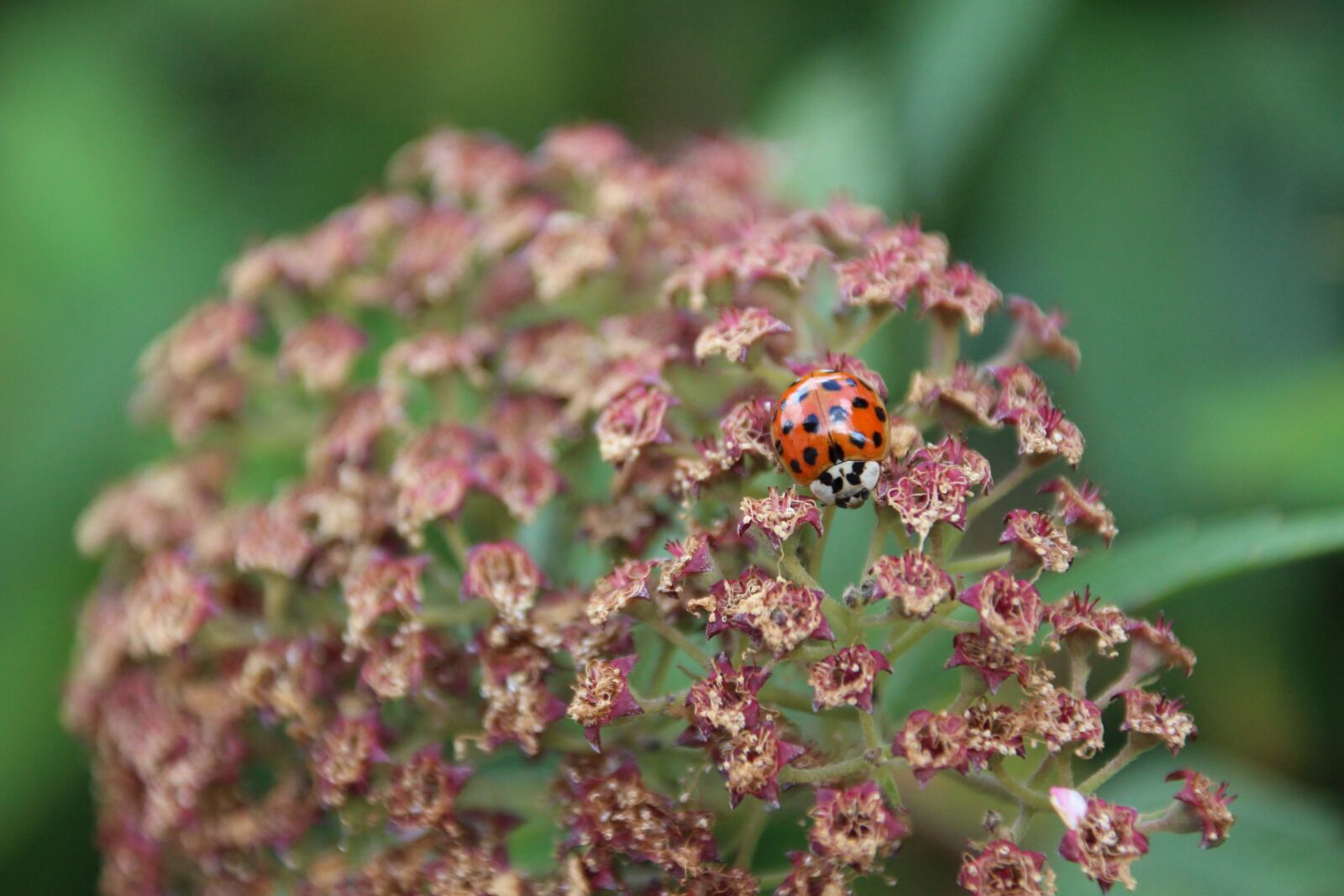 Canon EOS 1200D (EOS Rebel T5 / EOS Kiss X70 / EOS Hi) sample photo. Ladybug, points, lucky charm photography