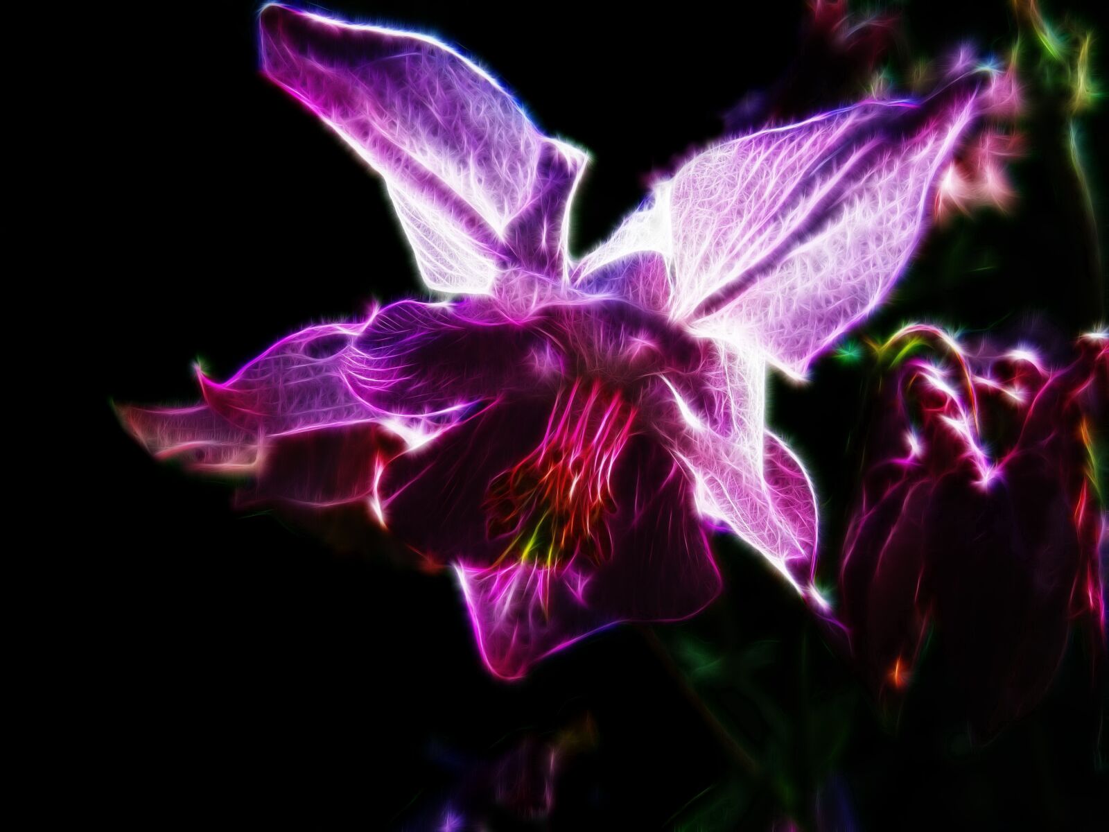 Canon PowerShot G15 sample photo. Fractalius, columbine, pink flower photography
