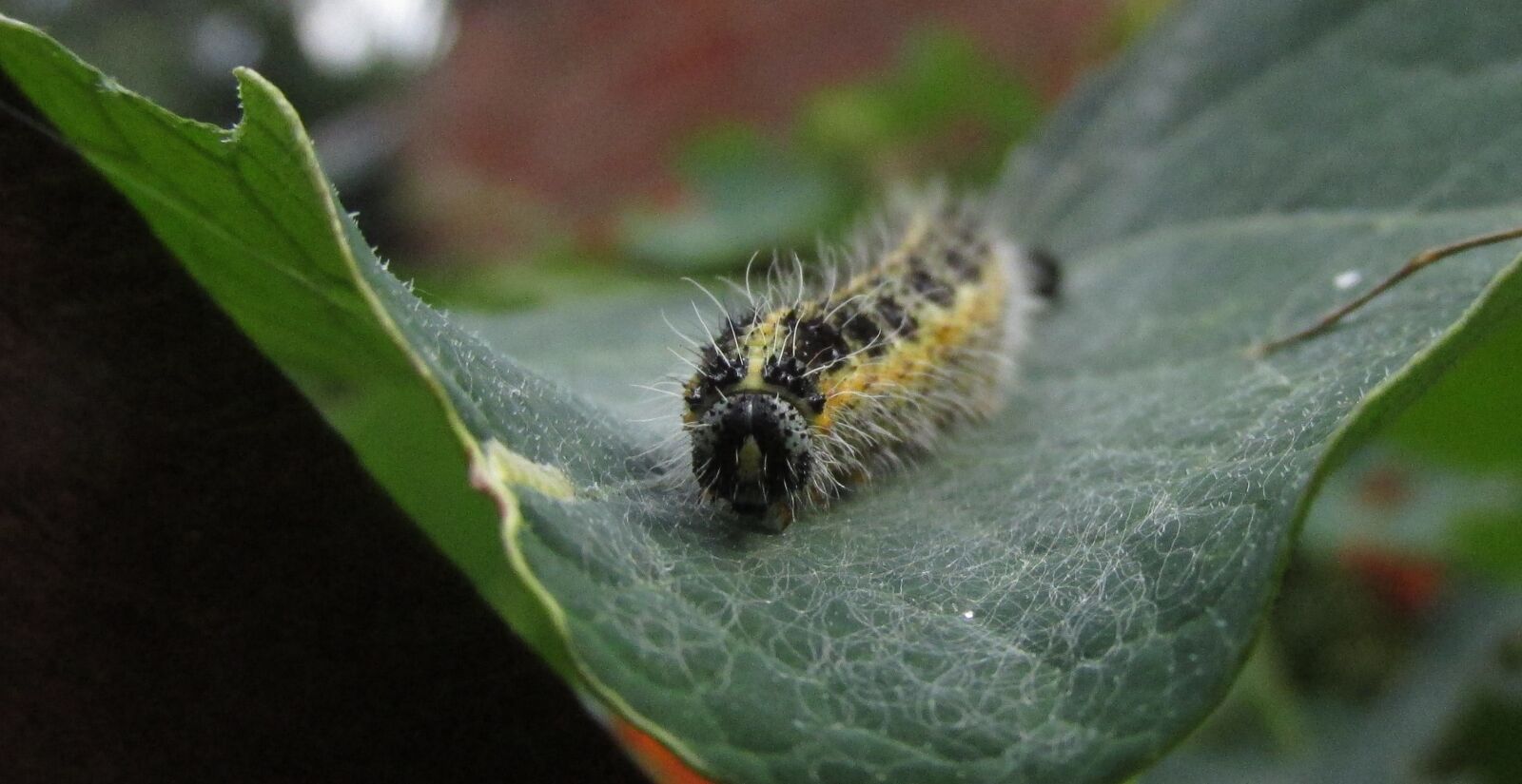 Canon PowerShot SX170 IS sample photo. Caterpillar, leaf, macro photography