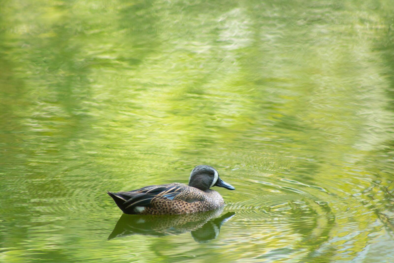 Canon EOS 750D (EOS Rebel T6i / EOS Kiss X8i) + Canon EF75-300mm f/4-5.6 sample photo. Duck, lake, animals photography