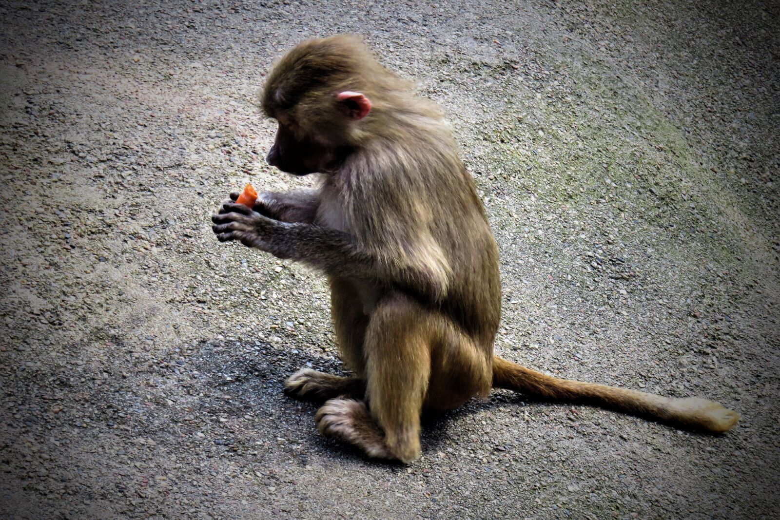 Canon PowerShot SX710 HS sample photo. Monkey, baboon, wild animal photography