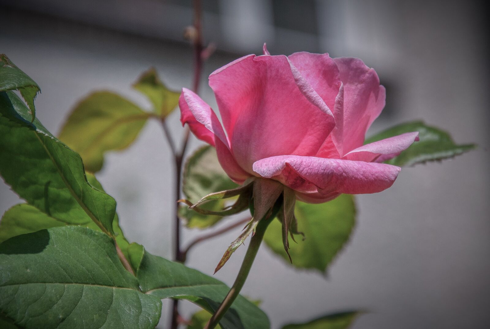 Nikon D5000 sample photo. Rose, rose bloom, pink photography