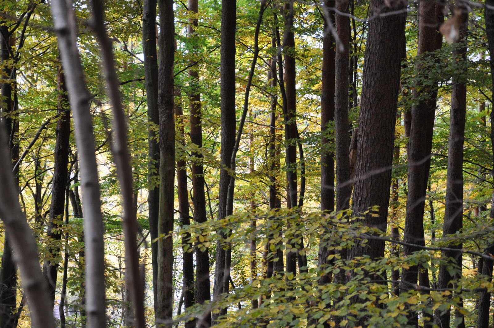Nikon D90 sample photo. Tree, forrest, nature photography