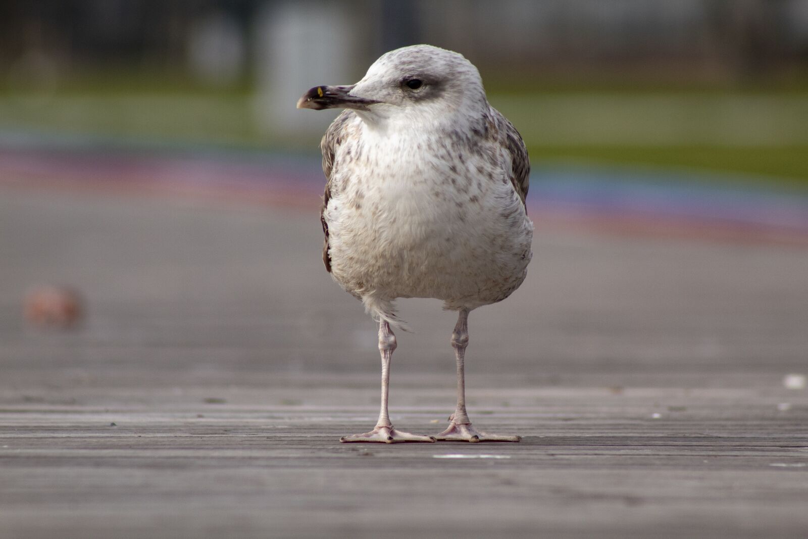 Canon EOS 4000D (EOS Rebel T100 / EOS 3000D) sample photo. Seagull, portrait, animal photography