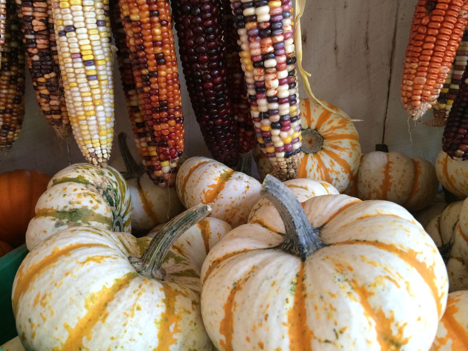 iPhone 5s back camera 4.12mm f/2.2 sample photo. Squash, corn, food photography