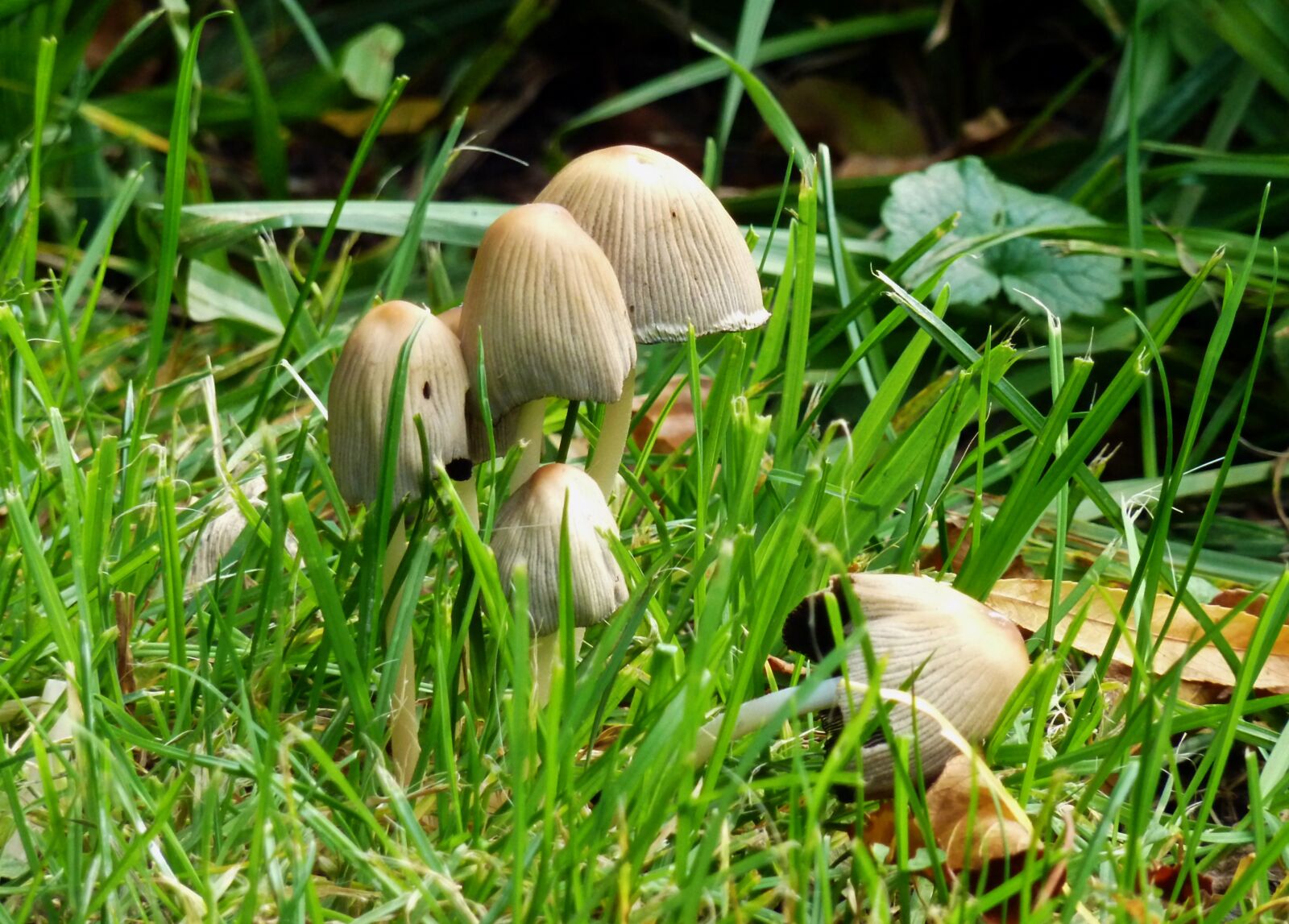 Panasonic DMC-TZ7 sample photo. Mushrooms, autumn, nature photography