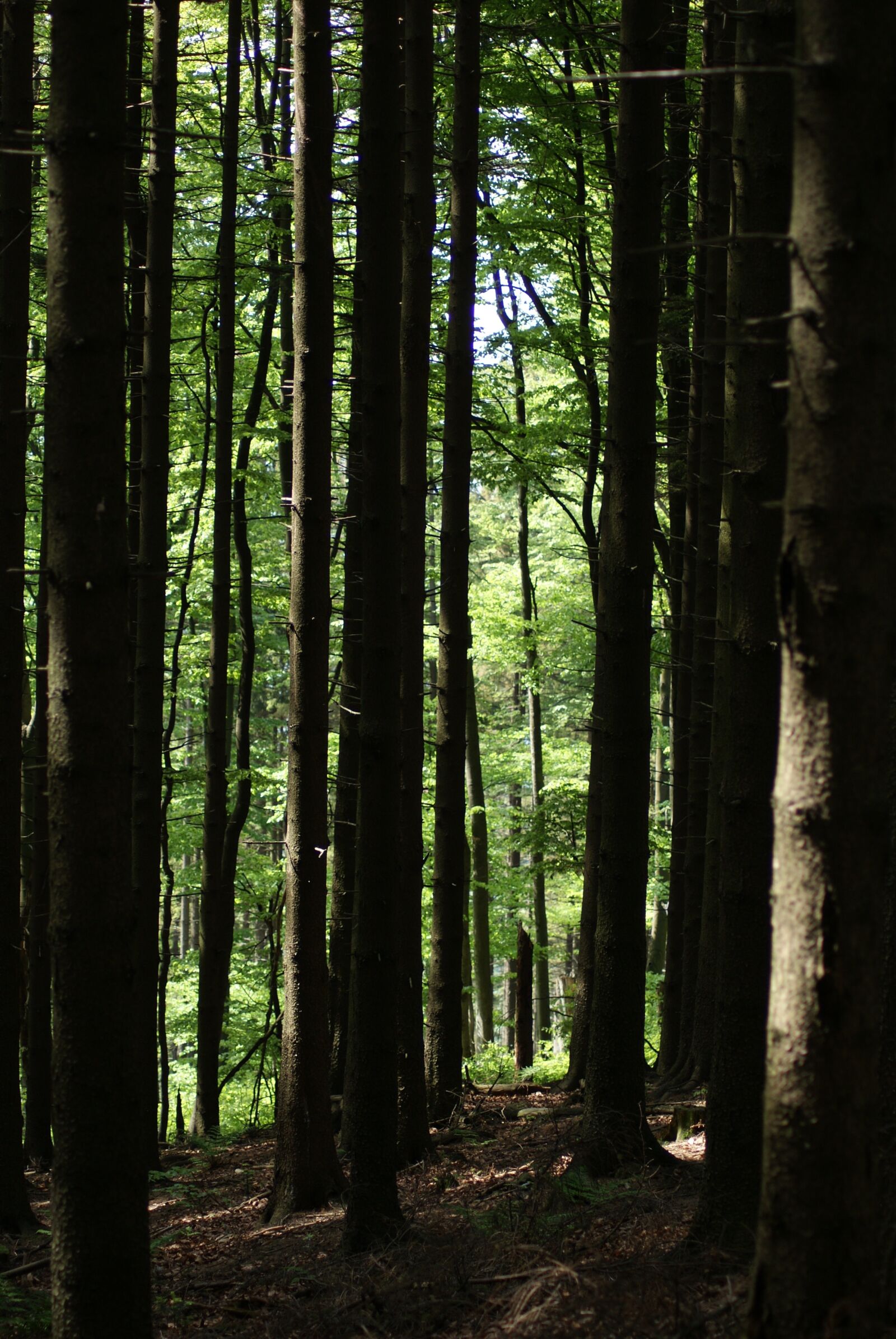 Sony Alpha DSLR-A330 sample photo. No one, nature, tree photography