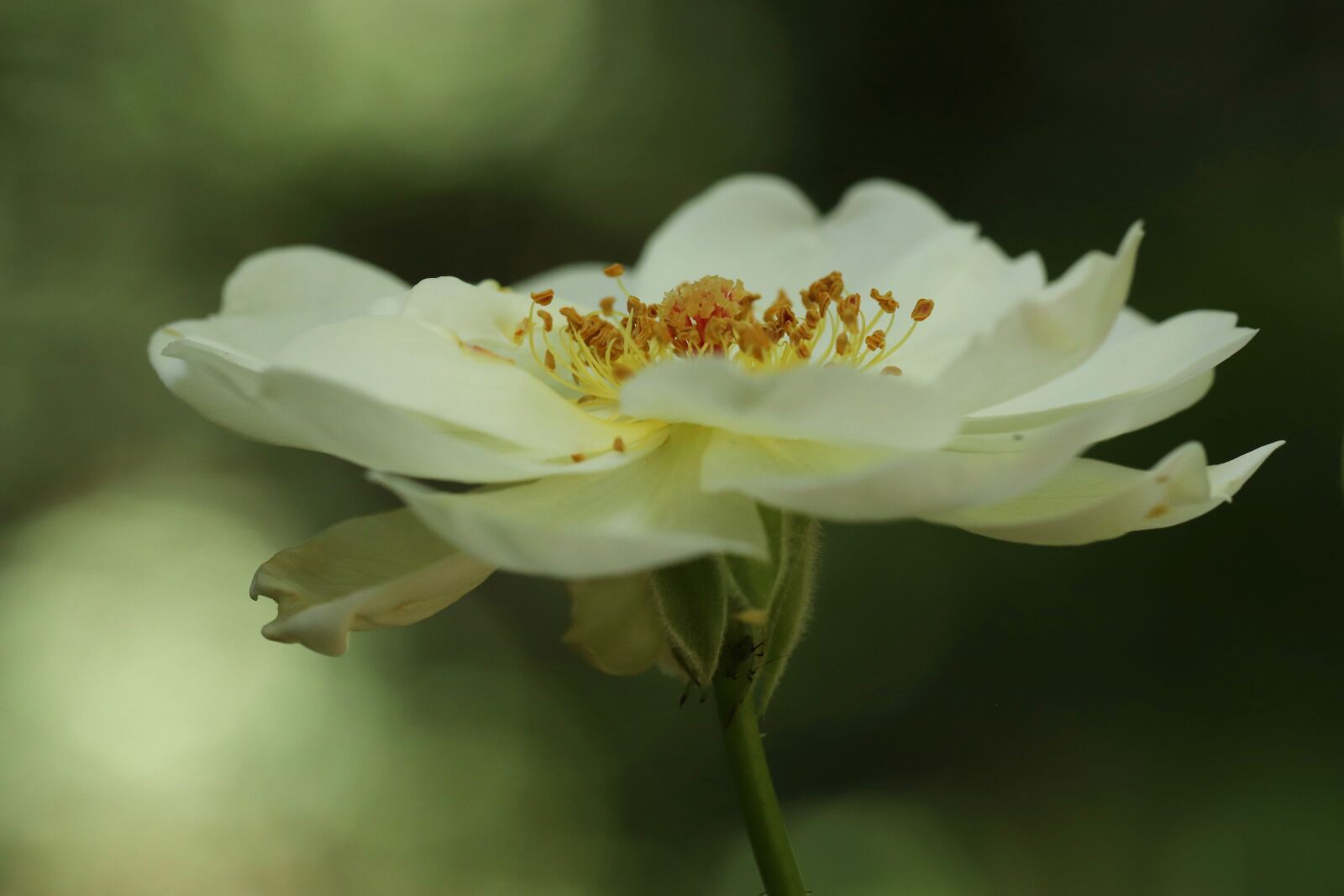 Canon EF 100mm F2.8L Macro IS USM sample photo. Rose, rose bloom, blossom photography