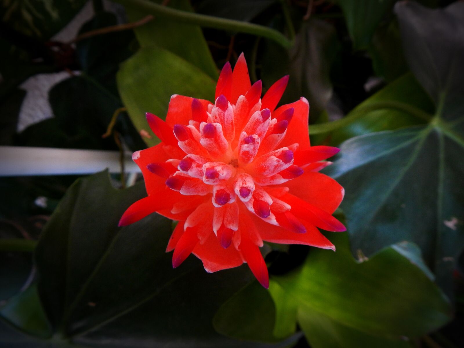 Nikon Coolpix AW110 sample photo. Exotic flower, flowers, garden photography