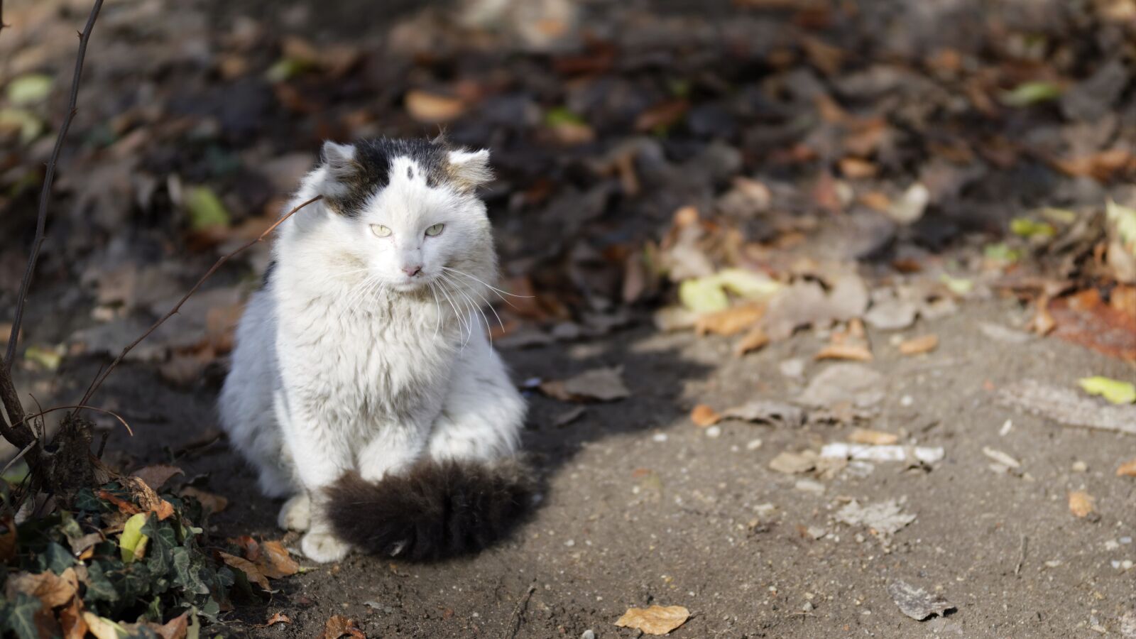 Nikon D5300 sample photo. Cat, pet, feline photography
