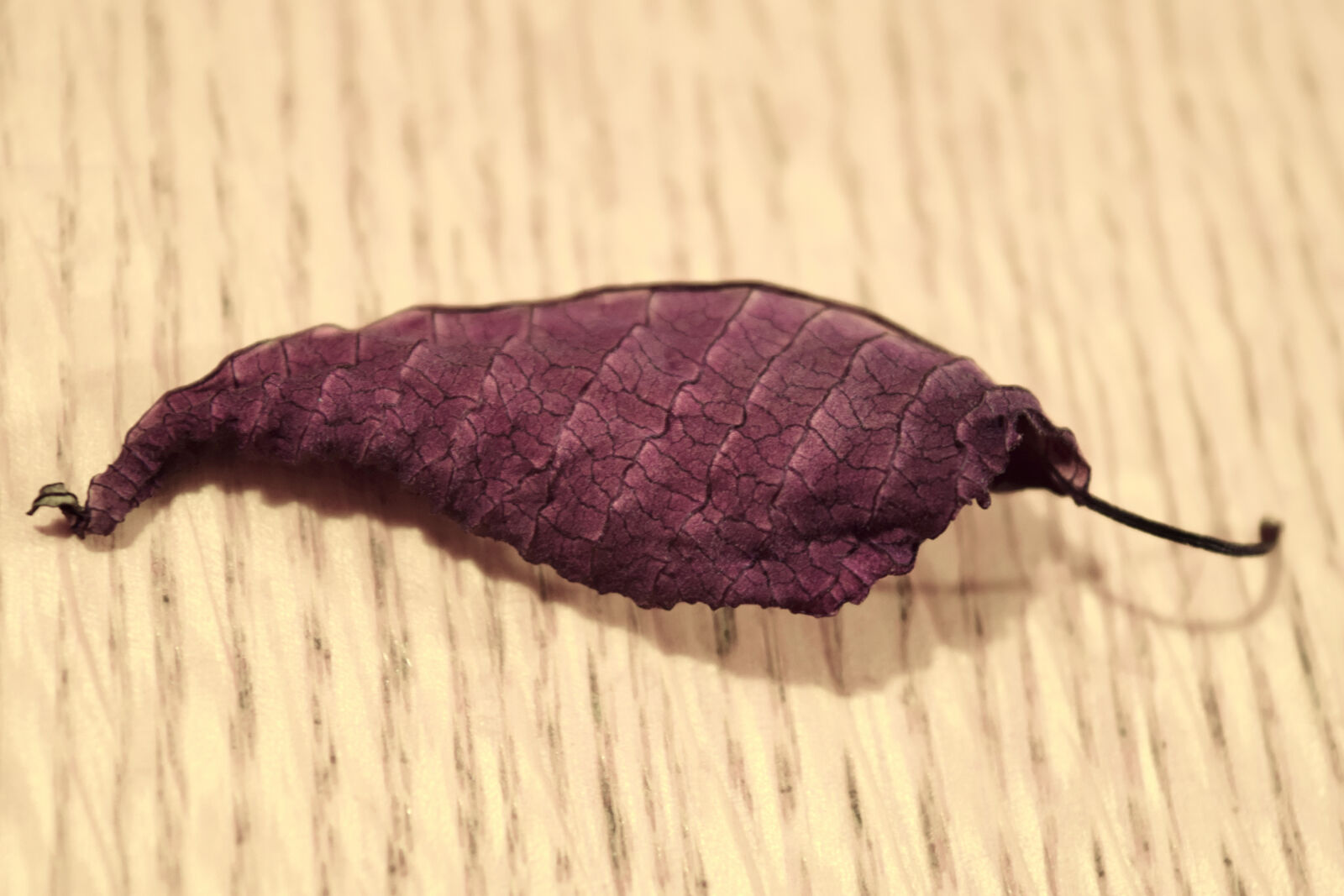 Nikon D3300 sample photo. Dry, leaf, leaf, nature photography