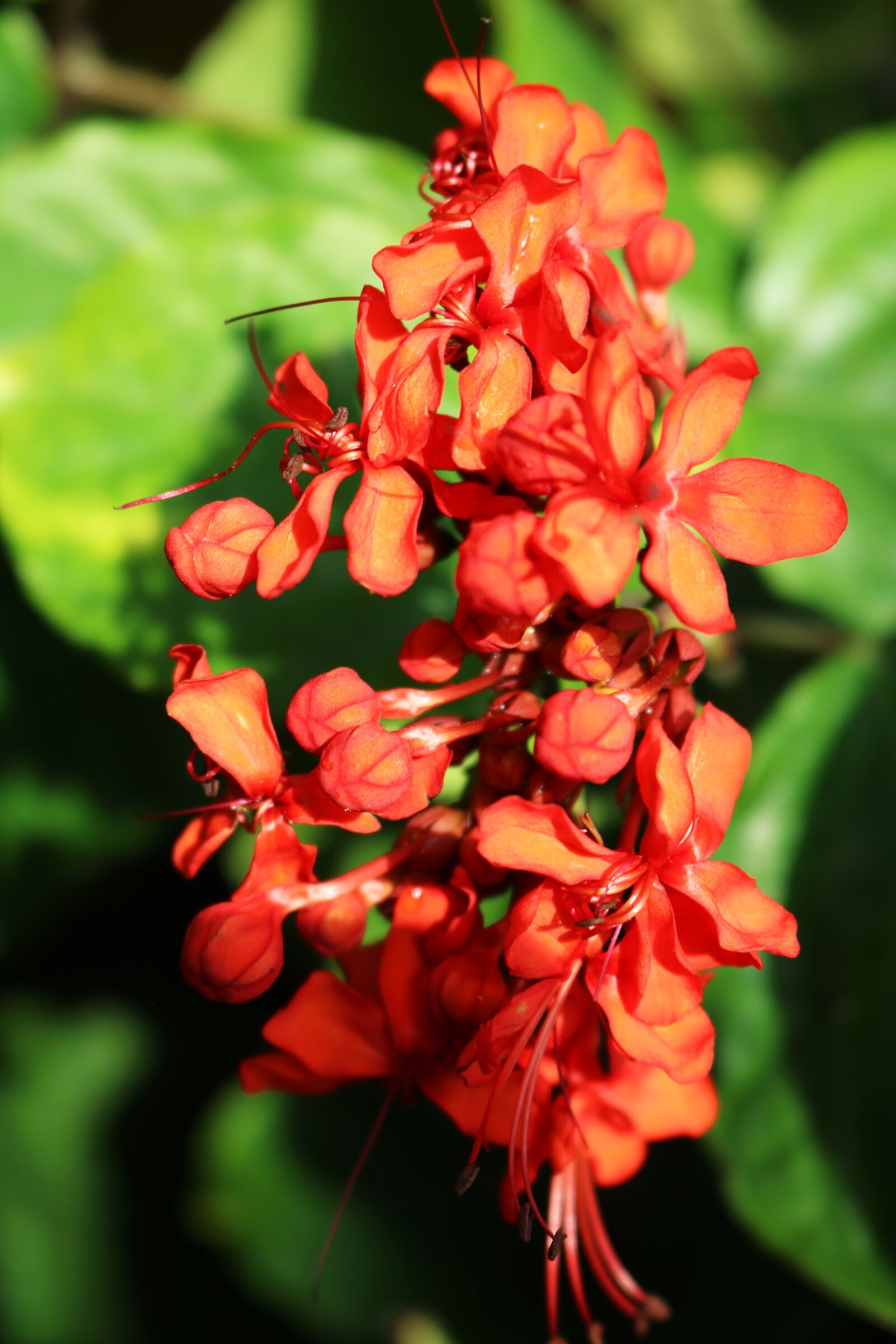 Canon EOS 750D (EOS Rebel T6i / EOS Kiss X8i) sample photo. Orange, flowers, green photography