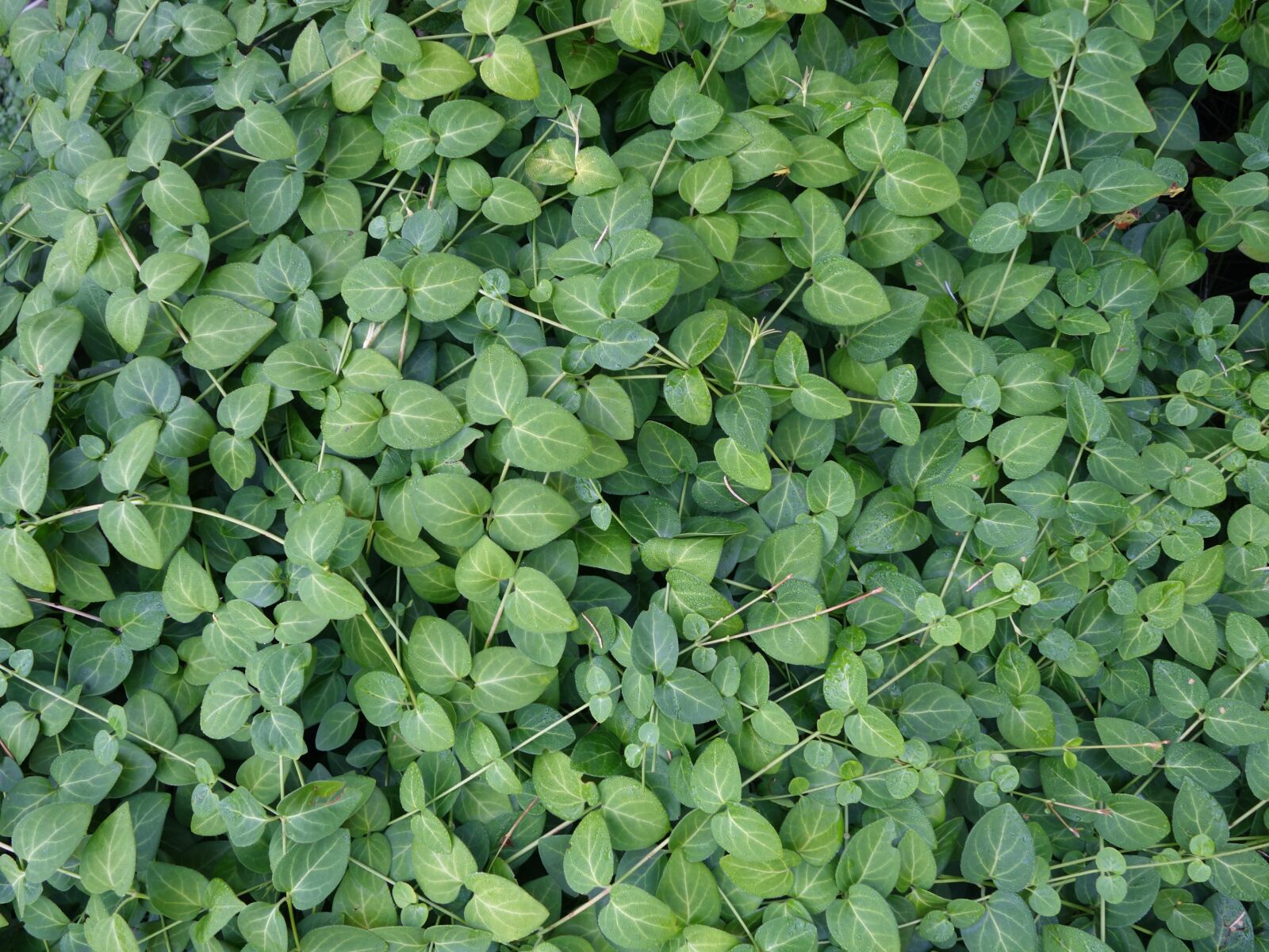 Sony Cyber-shot DSC-RX100 II sample photo. Plant, leaves, green photography