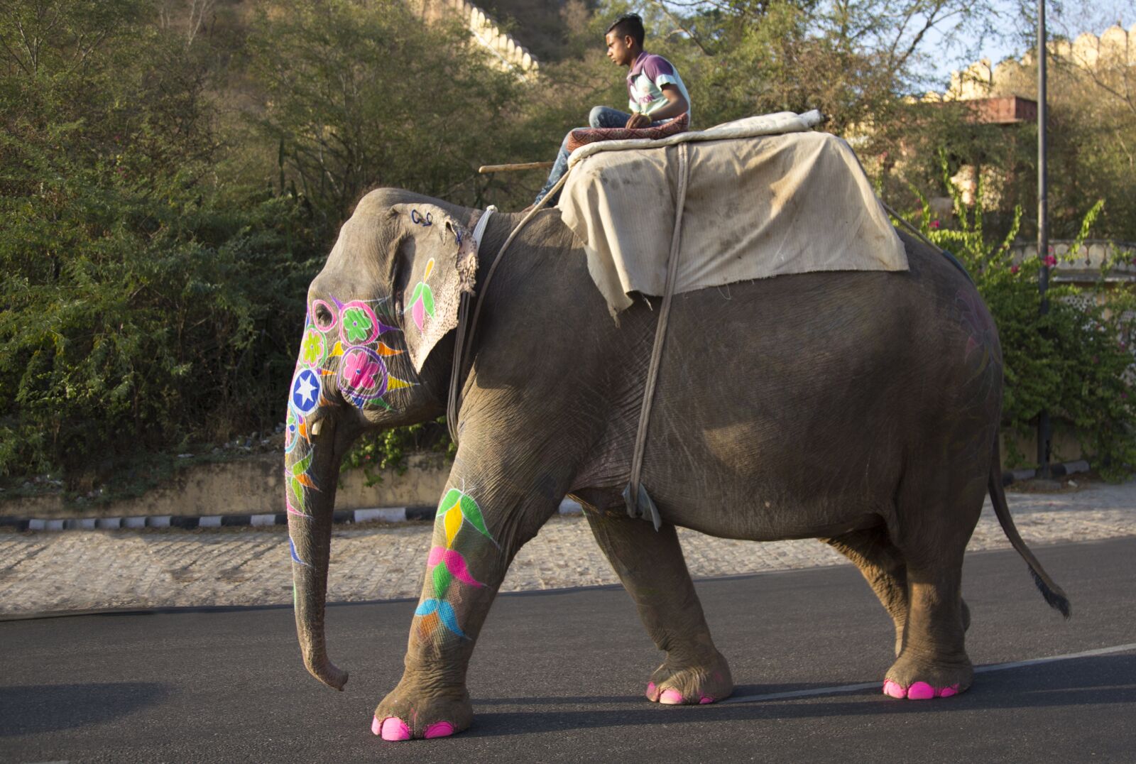 Canon EOS 6D + Canon EF 24-105mm F4L IS USM sample photo. Elephant, festival, mahout photography